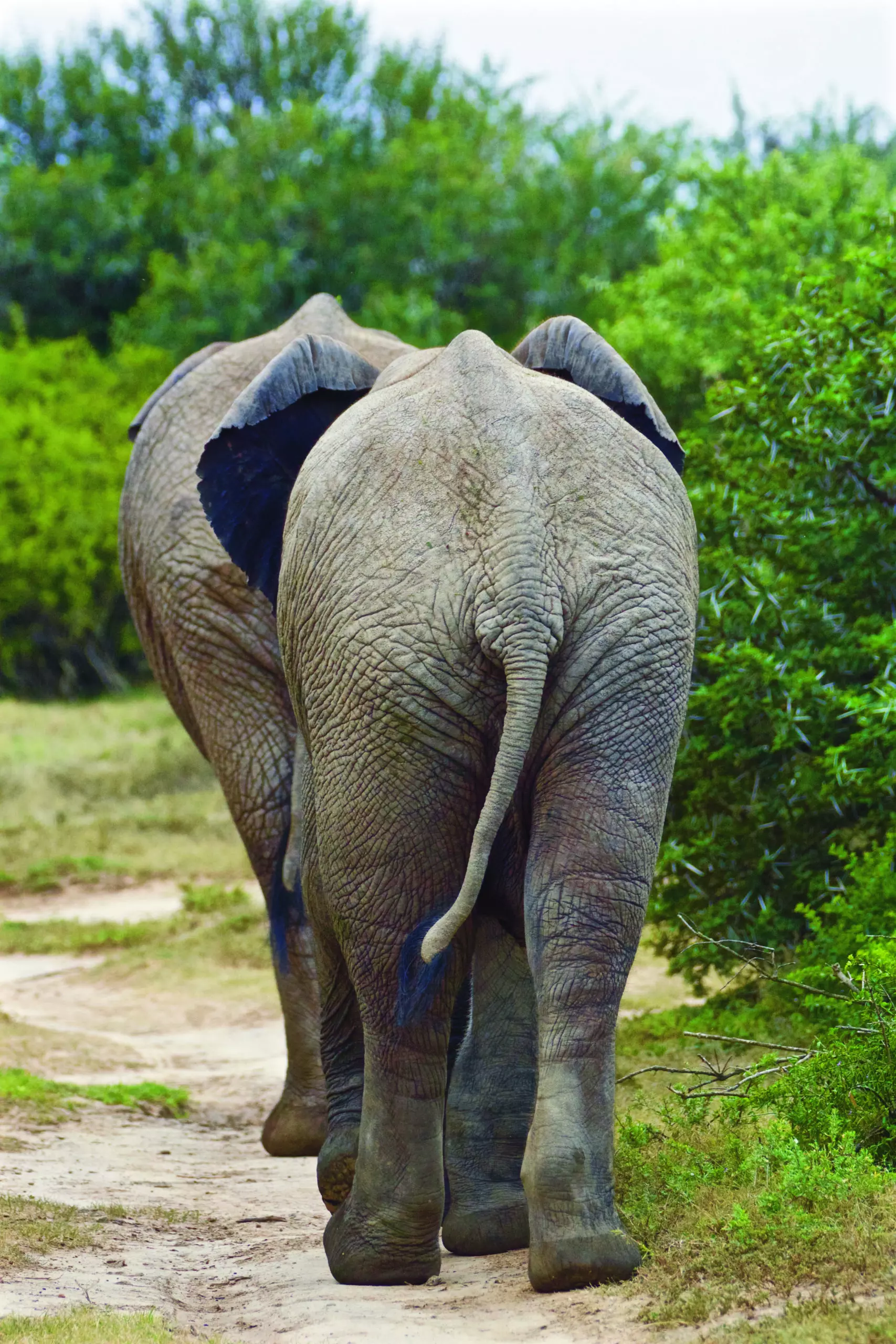 Wandbild (3427) Elefanten 1 präsentiert: Tiere,Aus Afrika