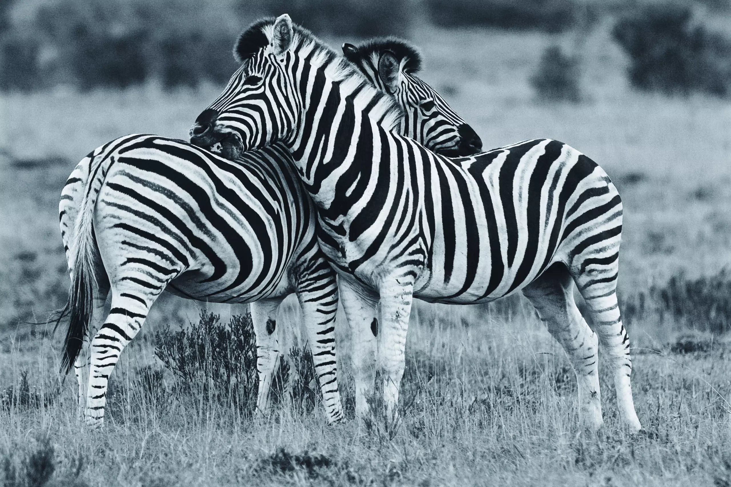 Wandbild (3423) Zebra 1 präsentiert: Tiere,Aus Afrika