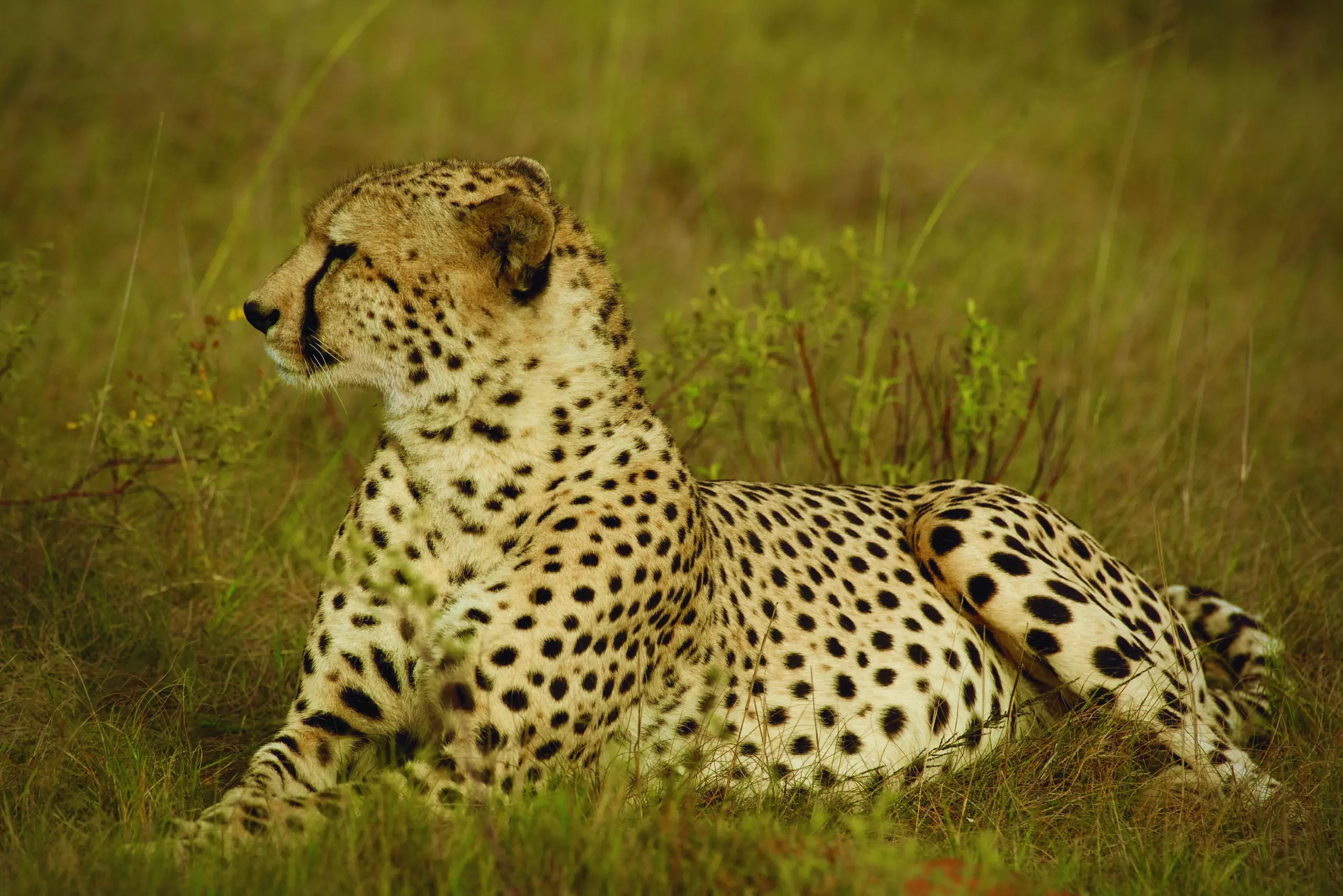 Wandbild (3422) Cheetah 7 präsentiert: Tiere,Aus Afrika