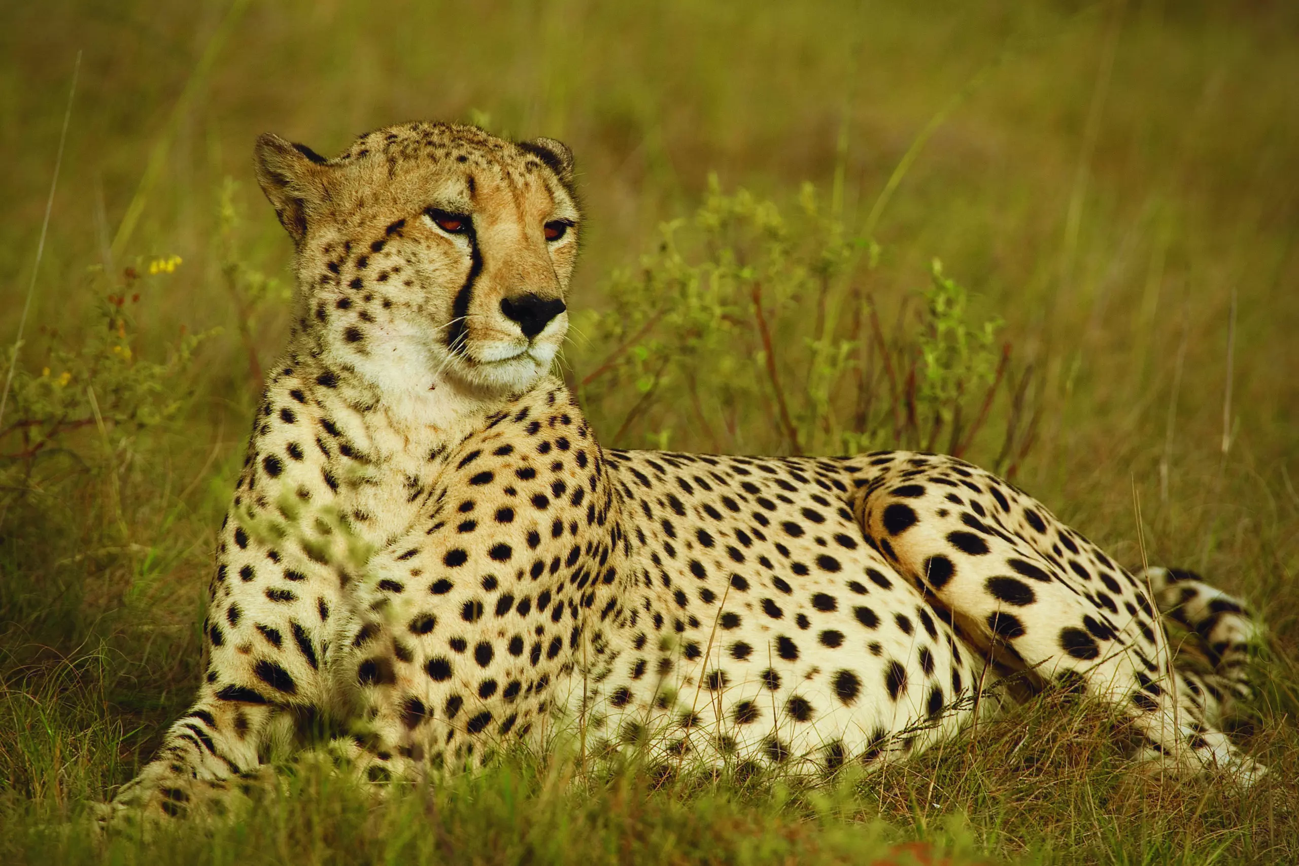 Wandbild (3421) Cheetah 6 präsentiert: Tiere,Aus Afrika