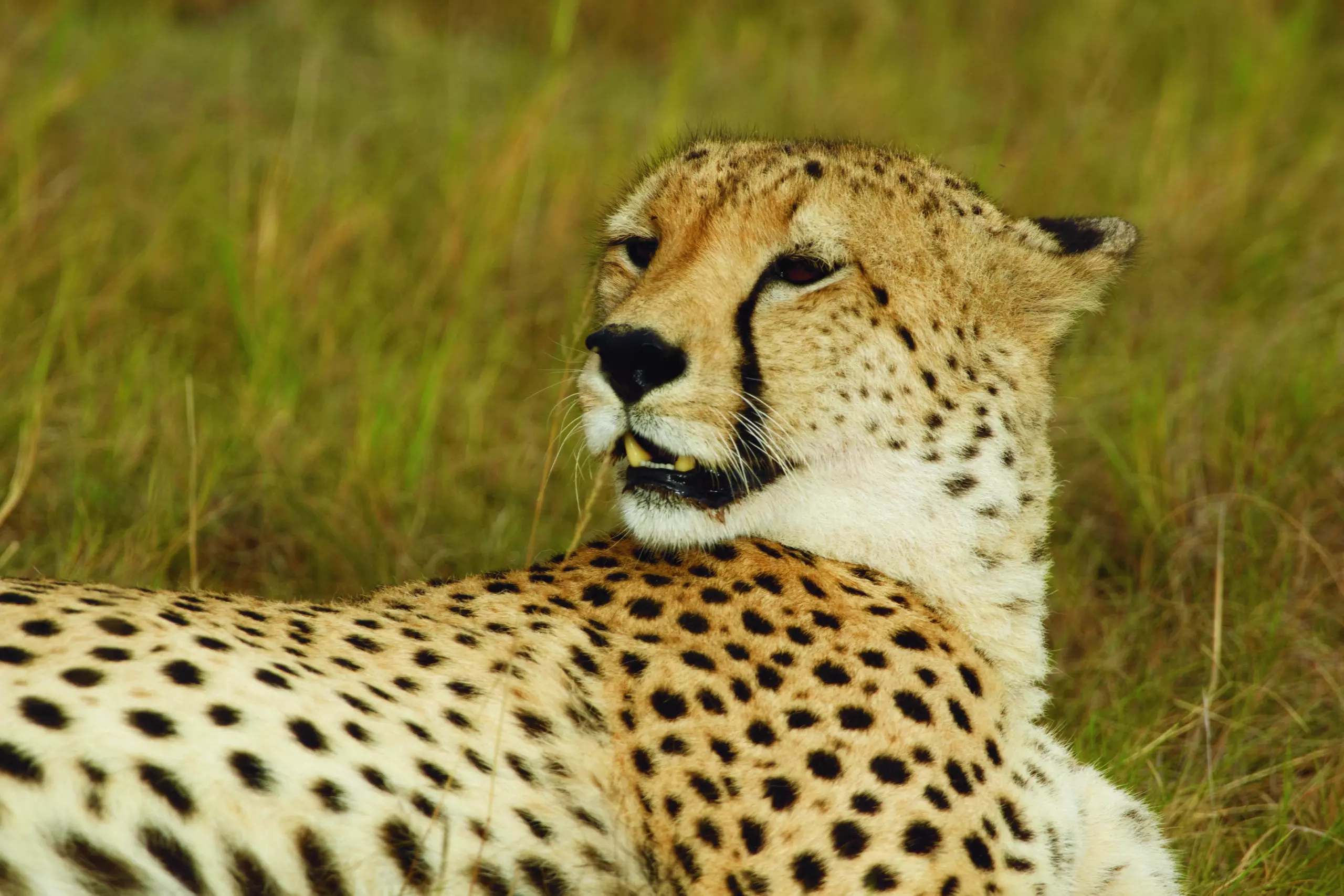 Wandbild (3420) Cheetah 5 präsentiert: Tiere,Aus Afrika
