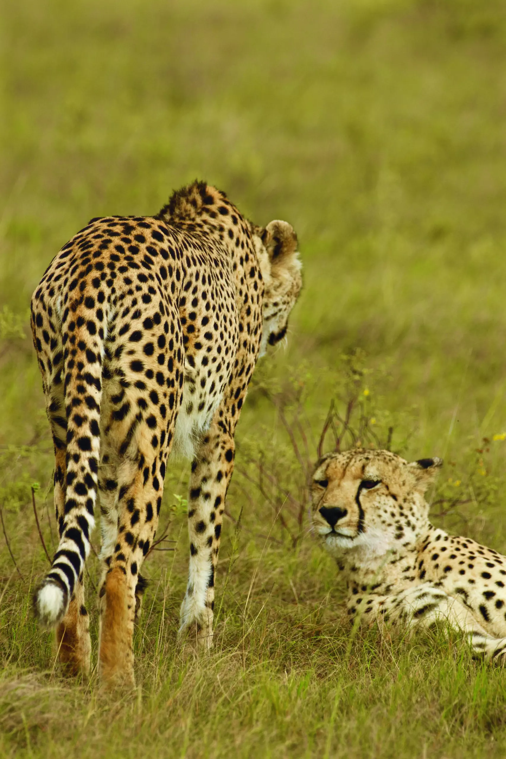 Wandbild (3418) Cheetah 3 präsentiert: Tiere,Aus Afrika