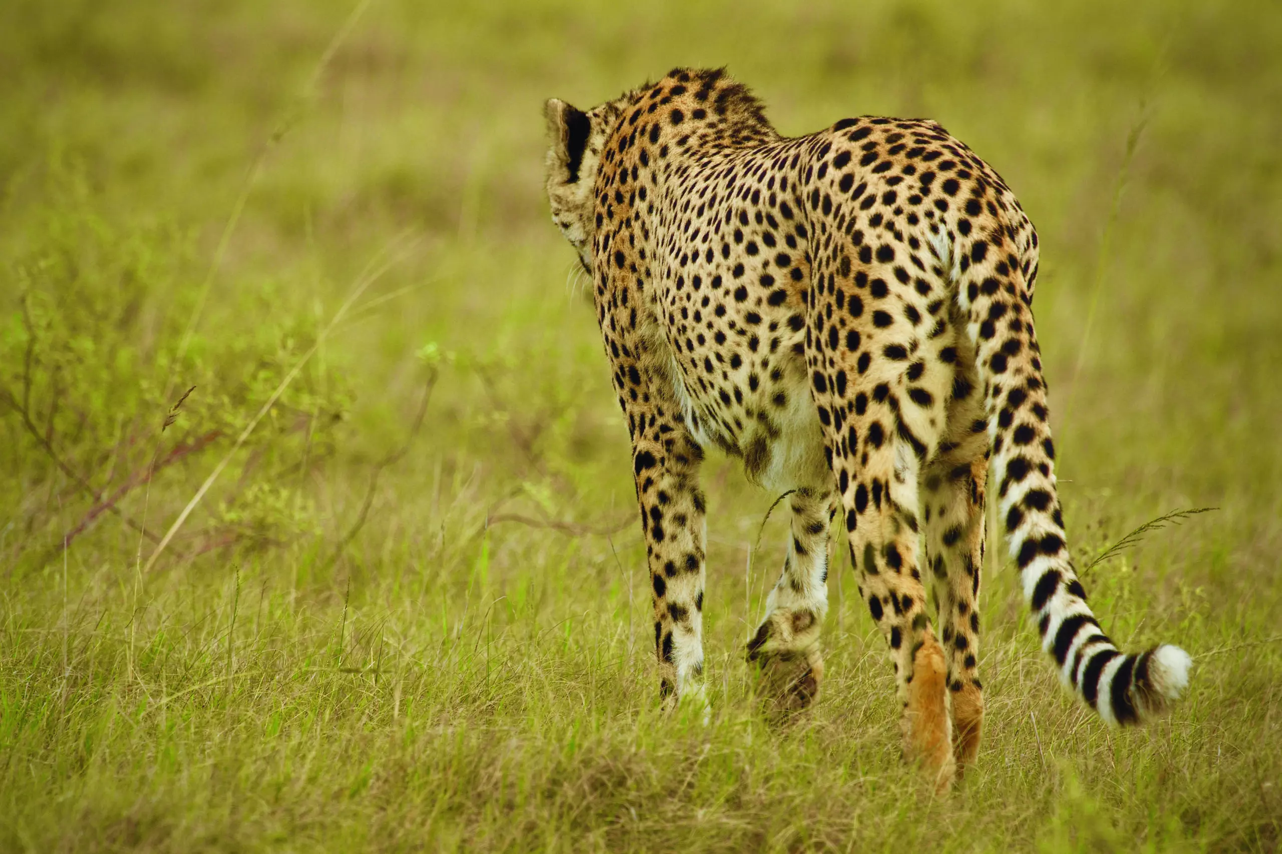 Wandbild (3417) Cheetah 2 präsentiert: Tiere,Aus Afrika