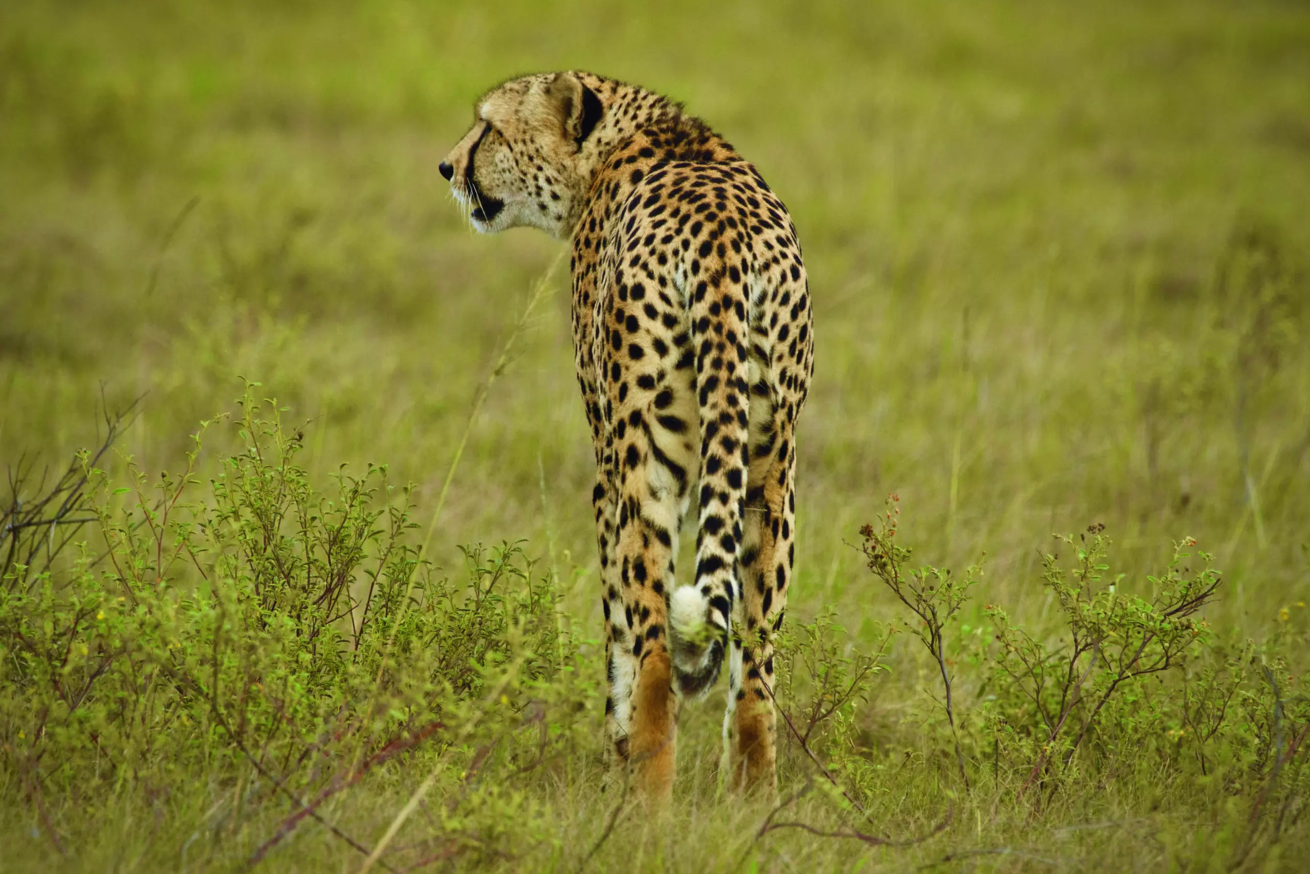 Wandbild (3416) Cheetah 1 präsentiert: Tiere,Aus Afrika