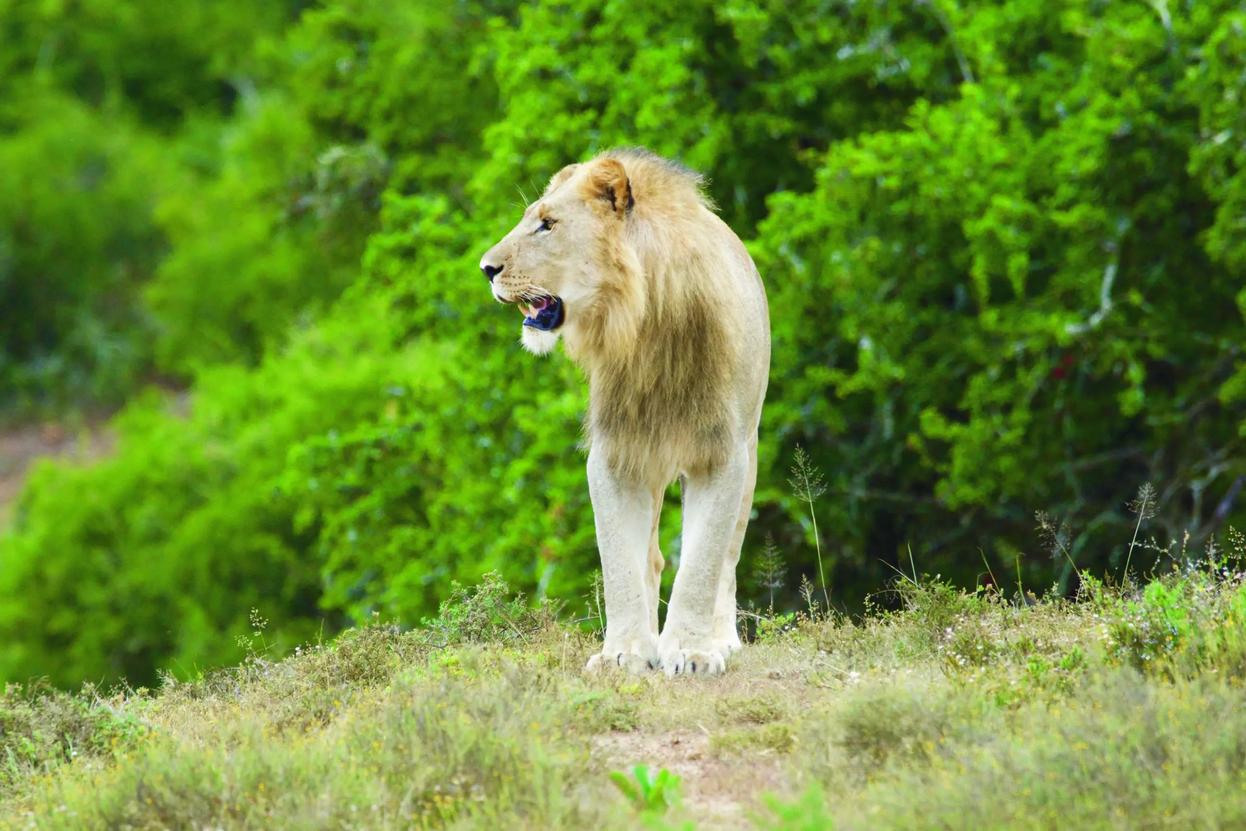 Wandbild (3409) Löwe 3 präsentiert: Tiere,Aus Afrika