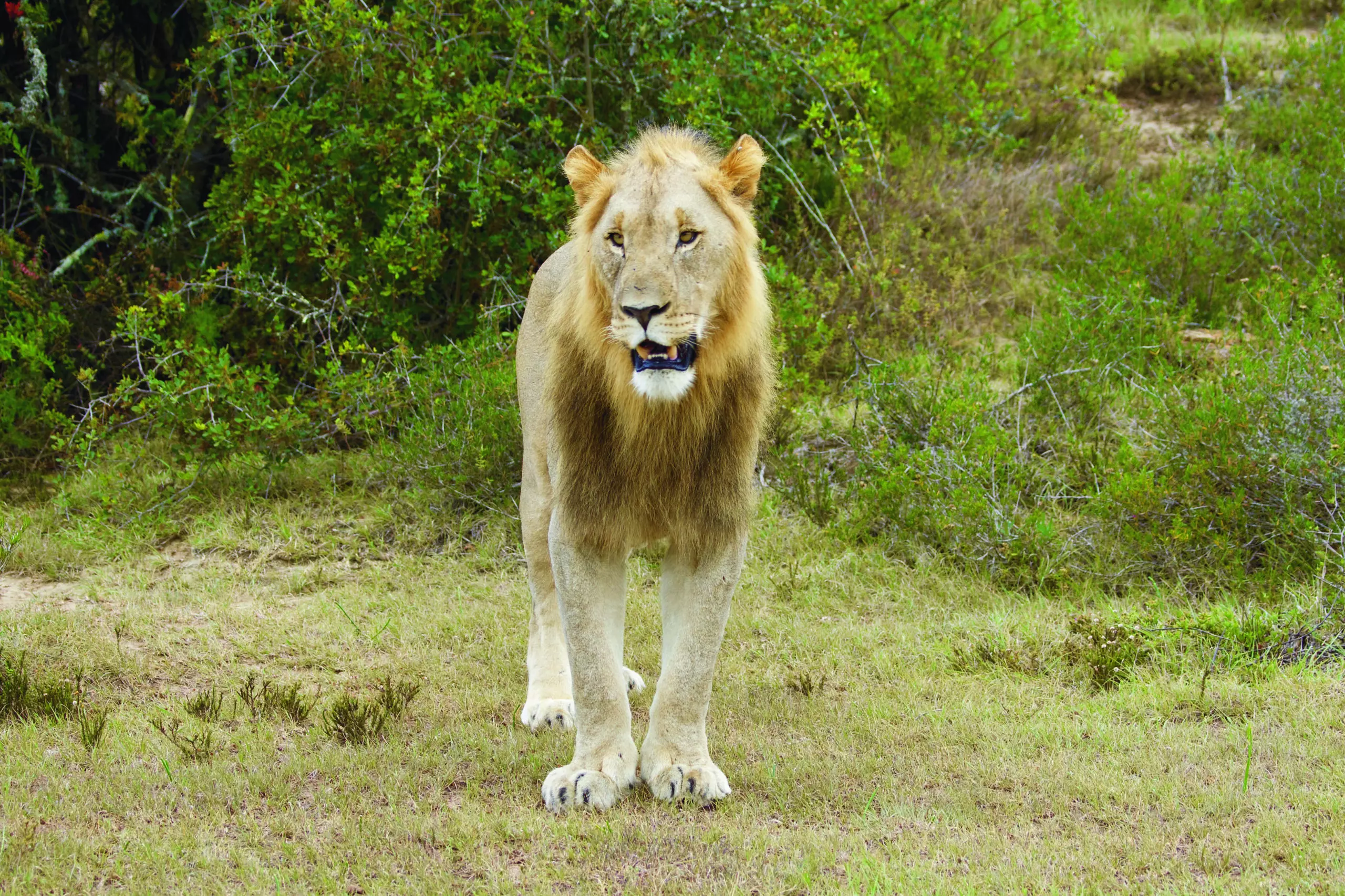 Wandbild (3407) Löwe 1 präsentiert: Tiere,Aus Afrika