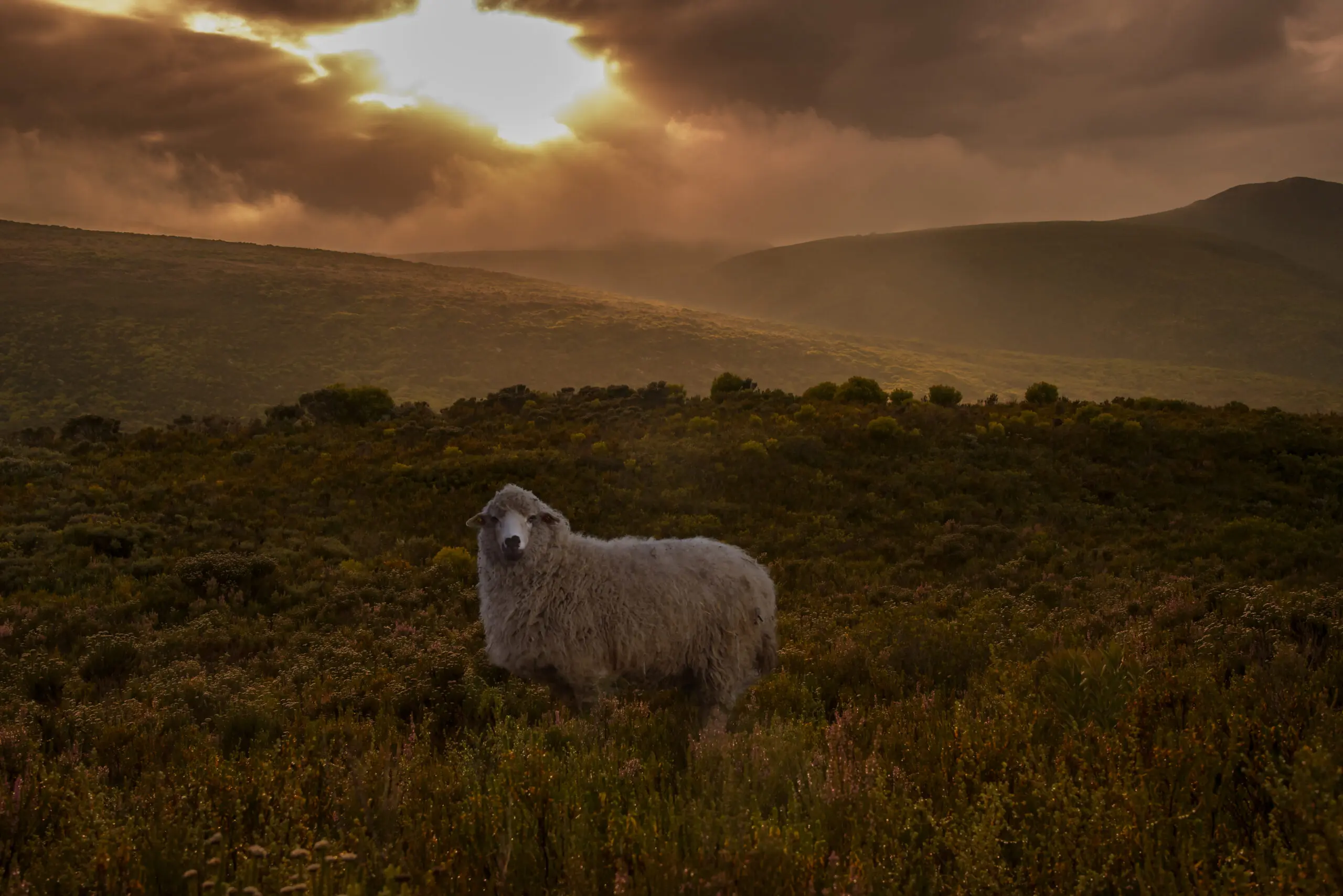 Wandbild (3587) Sheep in Fynbos präsentiert: Tiere,Landschaften,Afrika,Herbst,Haustiere