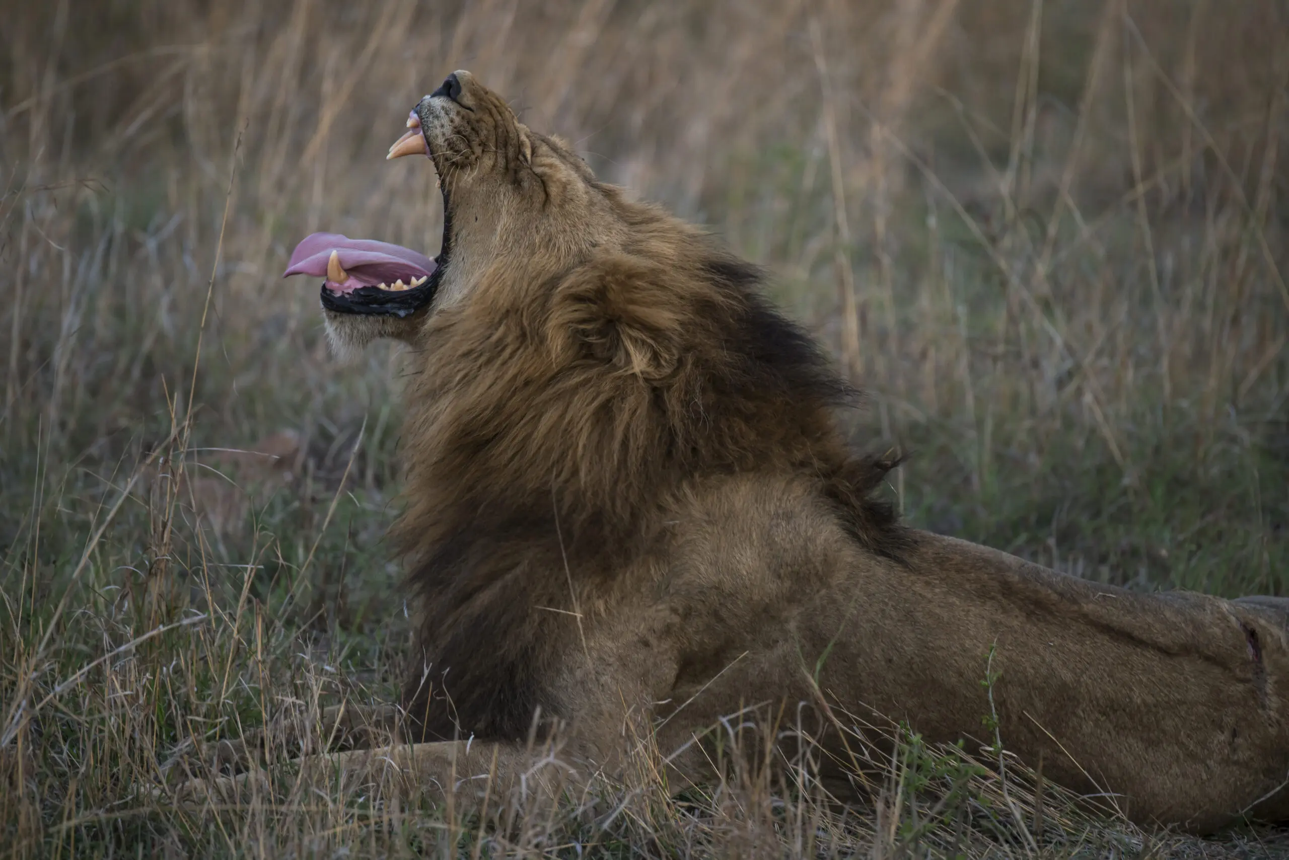 Wandbild (3592) Gut gebrüllt präsentiert: Tiere,Aus Afrika