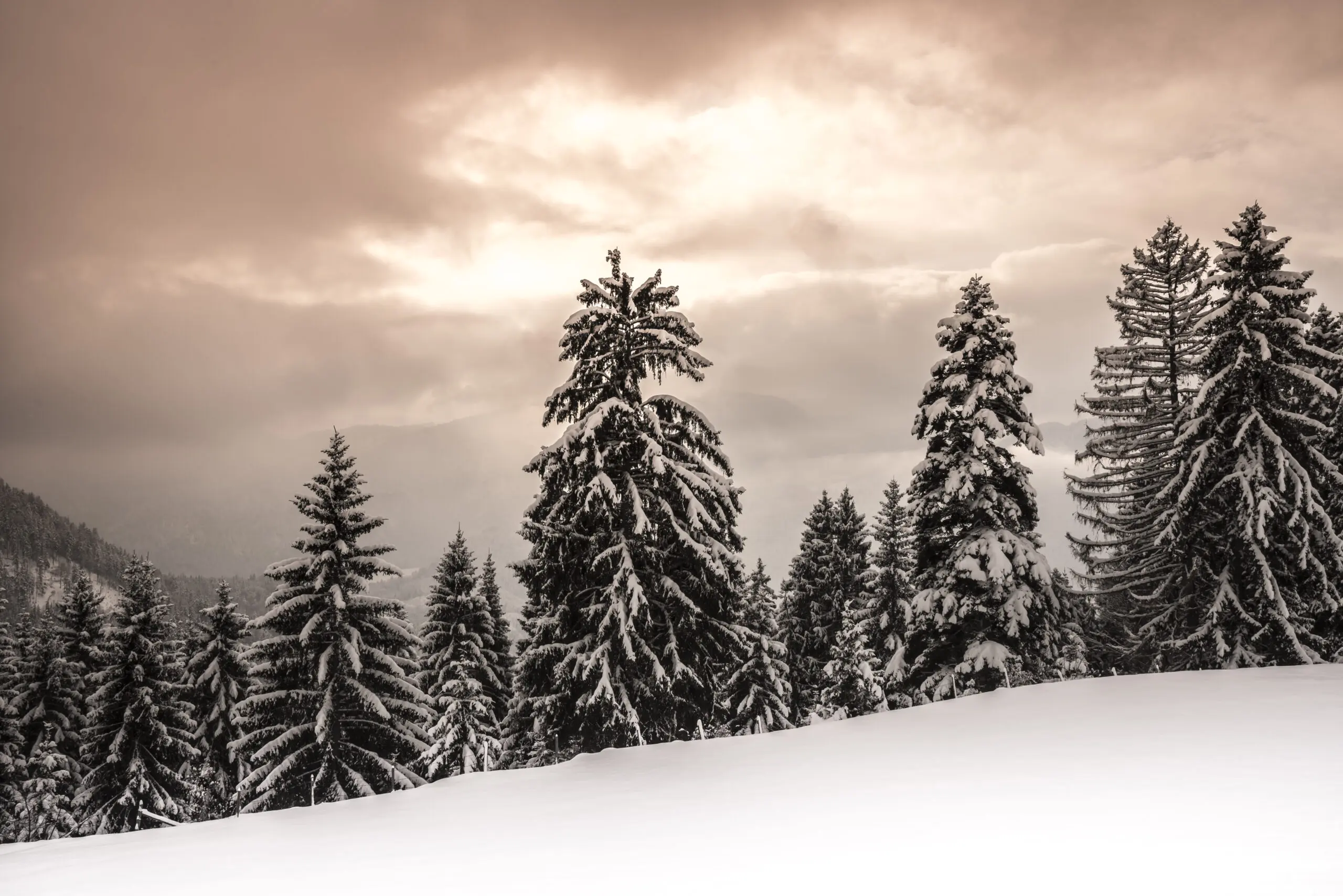 Wandbild (3605) Bayerischer Winterwald präsentiert: Landschaften,Wälder,Winter