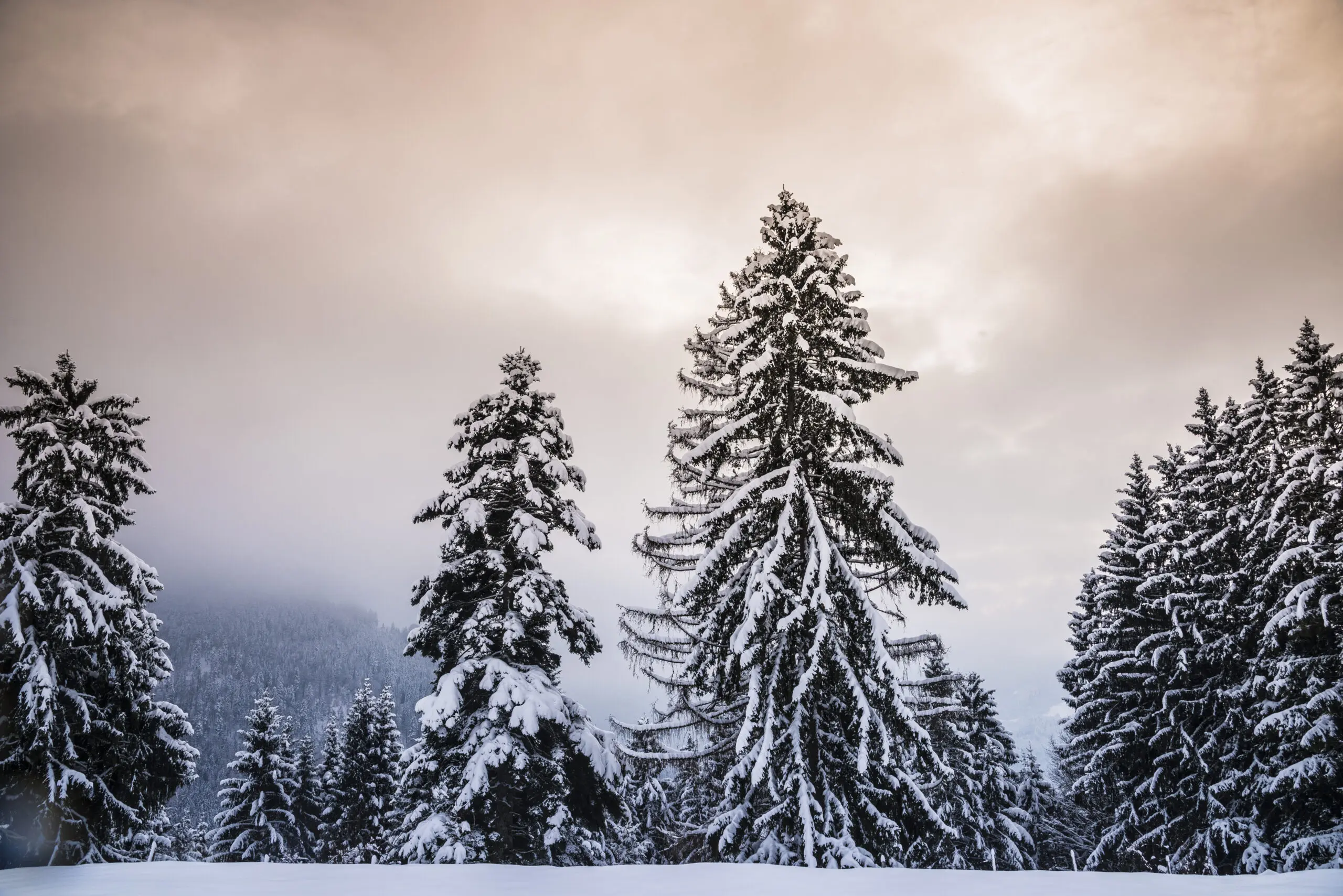 Wandbild (3618) Chiemgauer Winter präsentiert: Landschaften,Schnee und Eis,Wälder,Winter