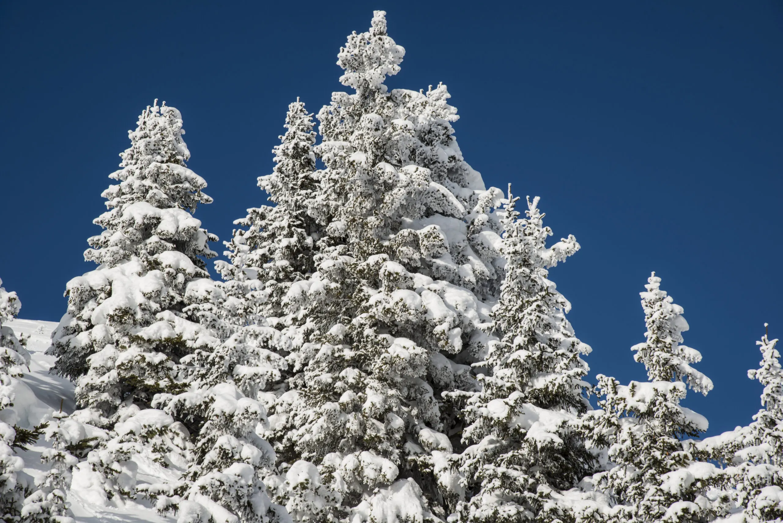 Wandbild (3613) Snowy Tree präsentiert: Landschaften,Schnee und Eis,Wälder,Winter