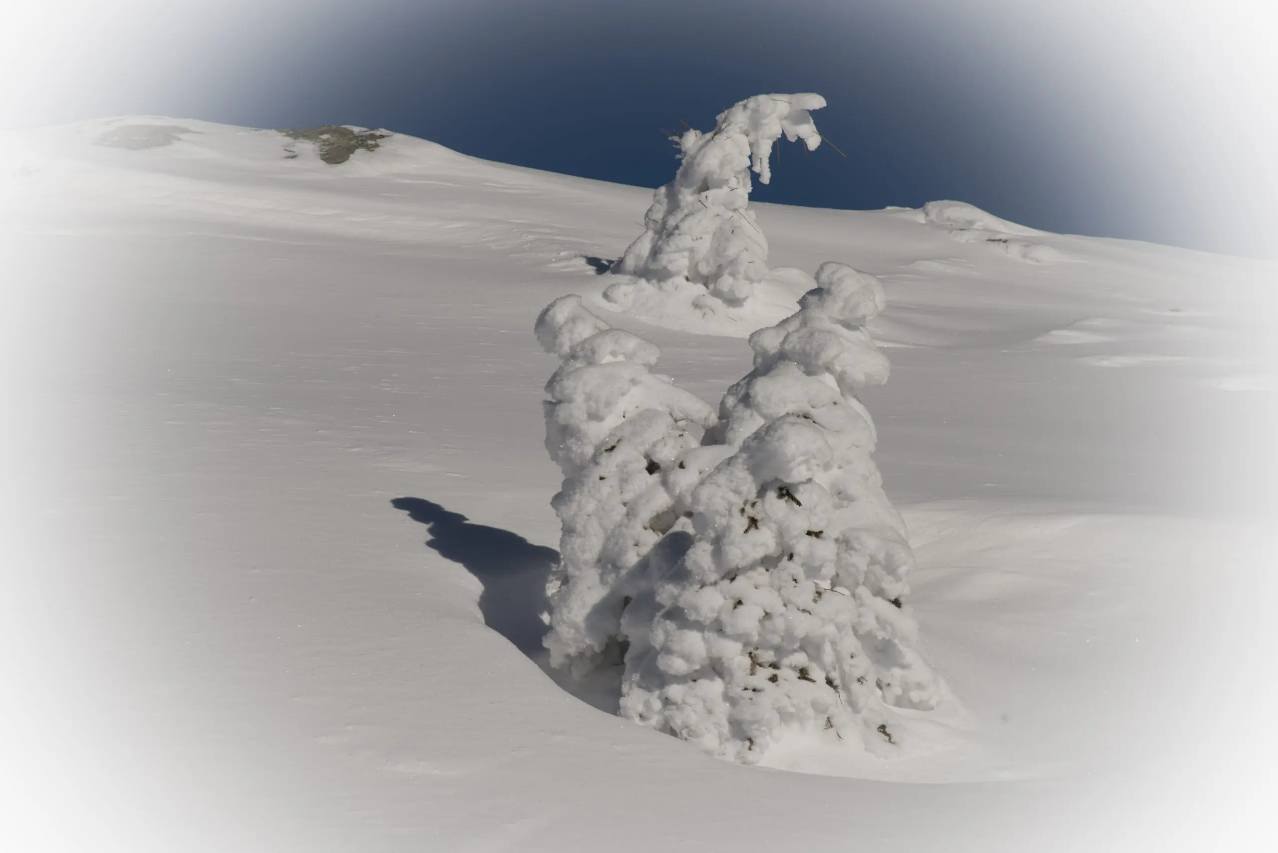 Wandbild (3656) Snow dreams präsentiert: Natur,Landschaften,Bäume,Schnee und Eis,Wälder,Winter