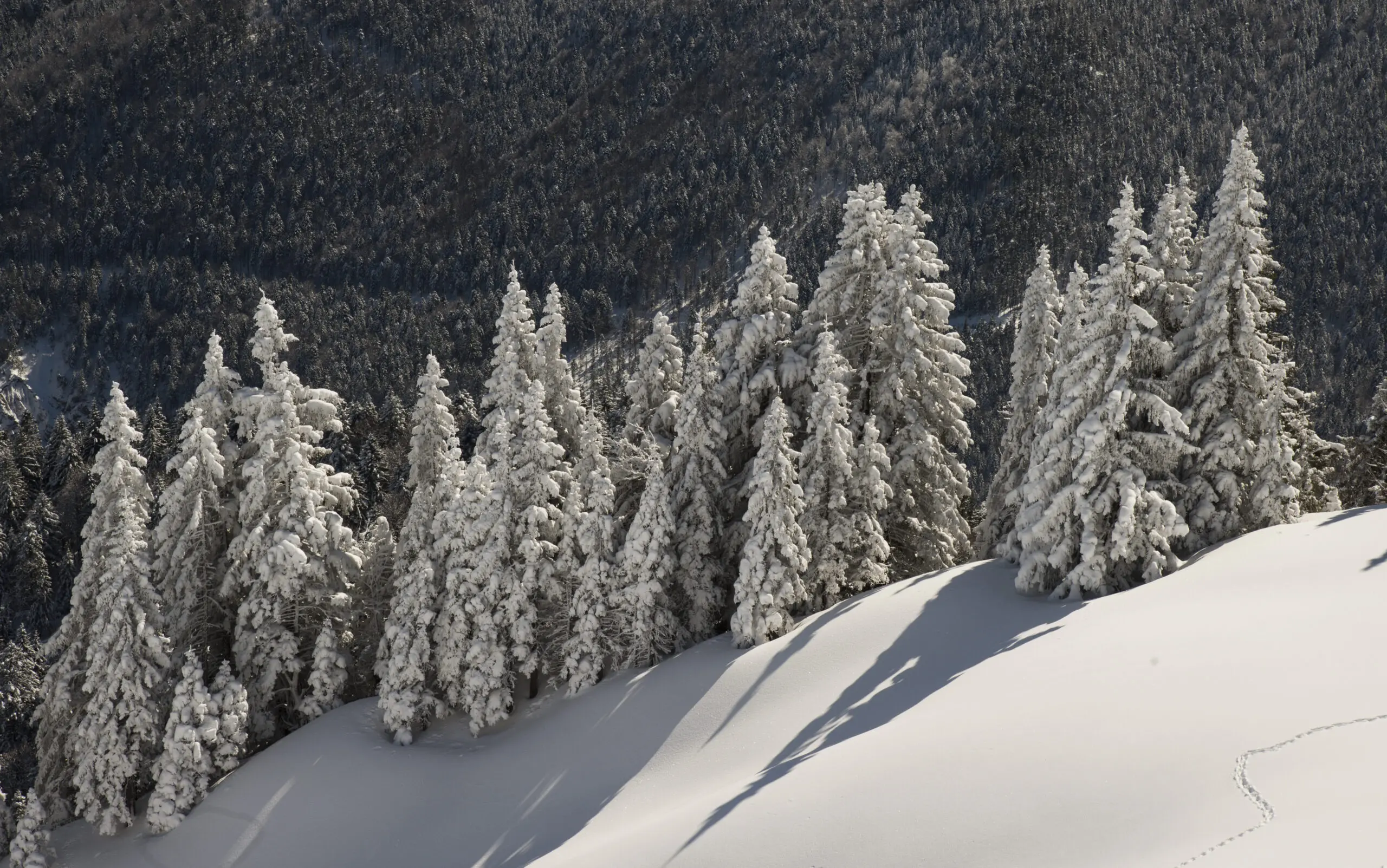Wandbild (3653) Weisser Wald präsentiert: Landschaften,Schnee und Eis,Wälder,Winter,Berge