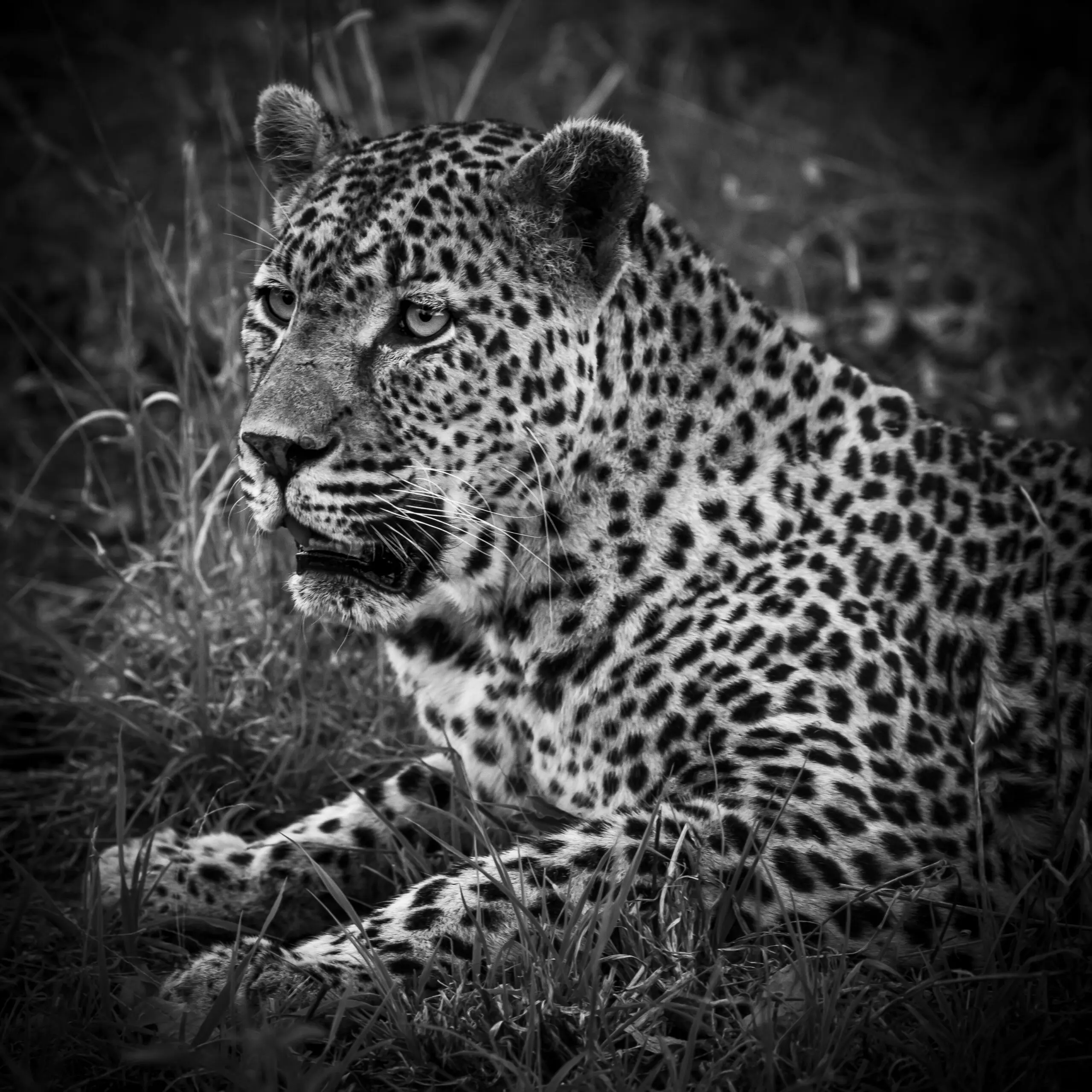 Wandbild (3694) In the black wilderness 4 präsentiert: Tiere,Wildtiere,Aus Afrika
