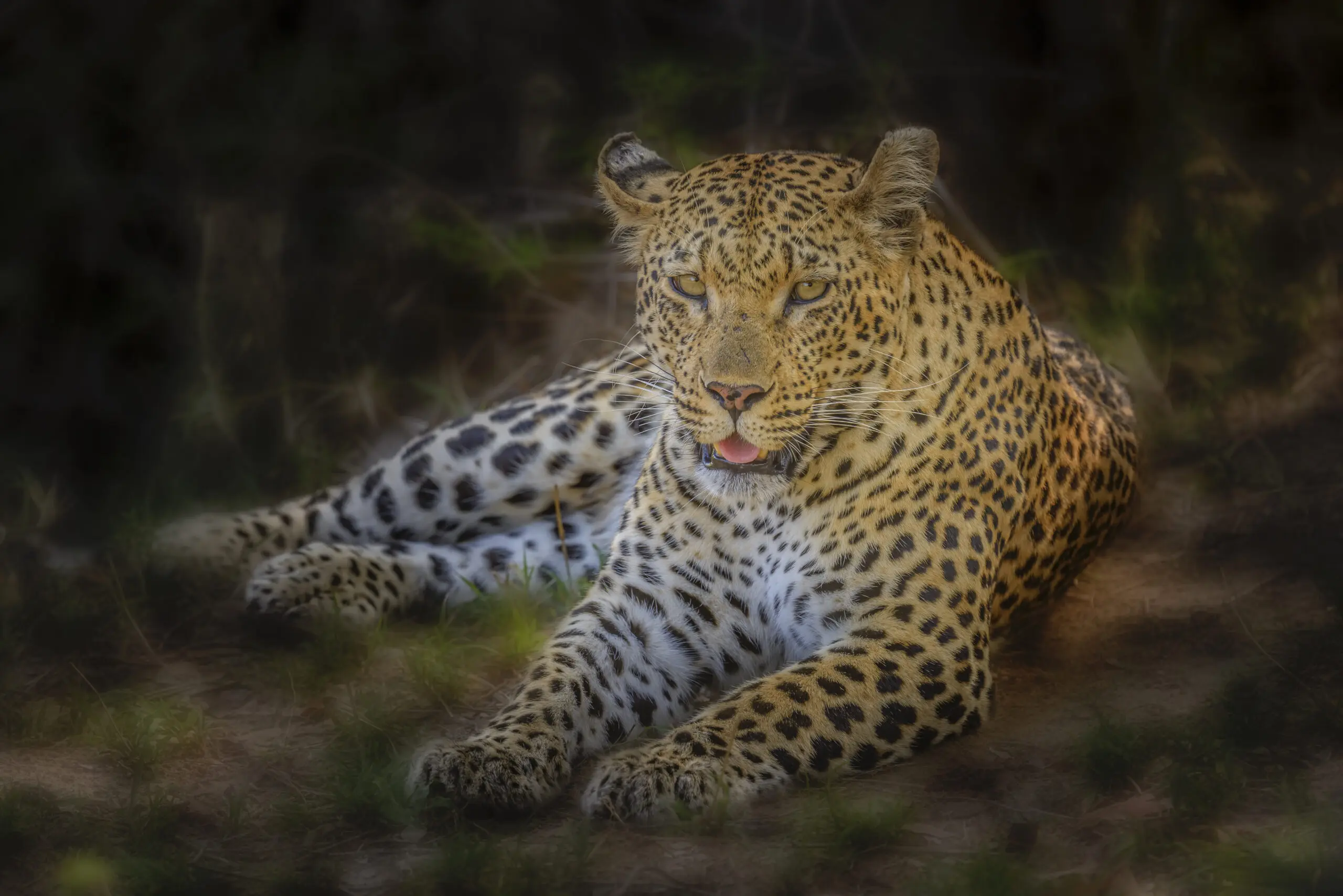 Wandbild (3723) African Leopard präsentiert: Tiere,Natur,Wildtiere,Aus Afrika