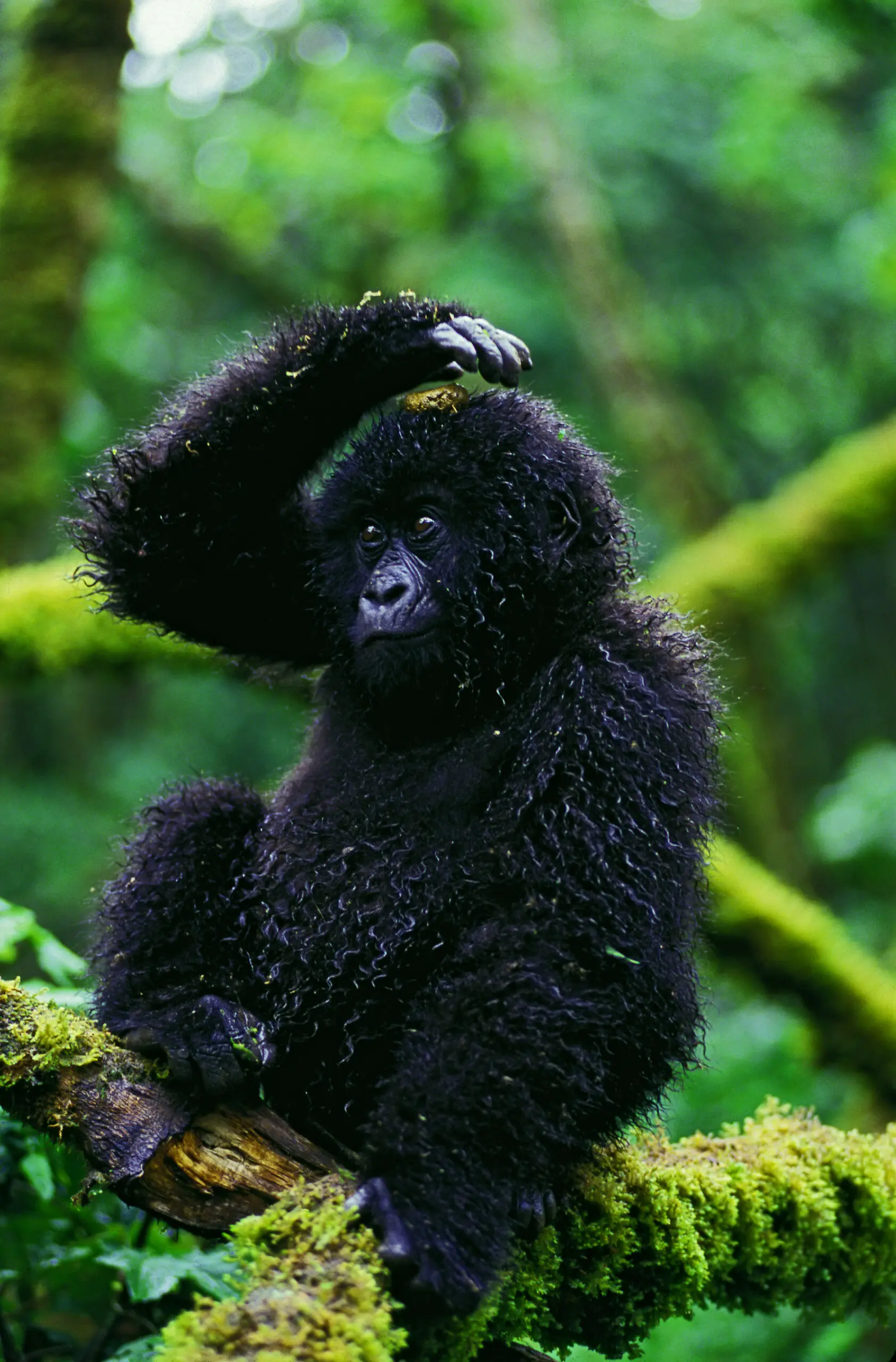 Wandbild (3735) Glanzlicht Gorilla präsentiert: Tiere,Wildtiere,Aus Afrika