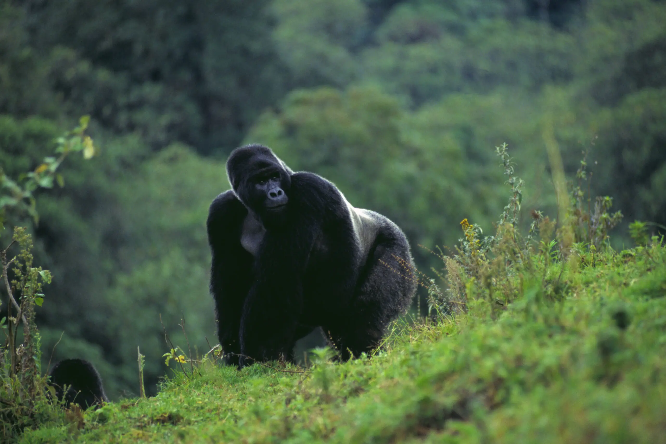 Wandbild (3736) Oscar präsentiert: Tiere,Wildtiere,Aus Afrika