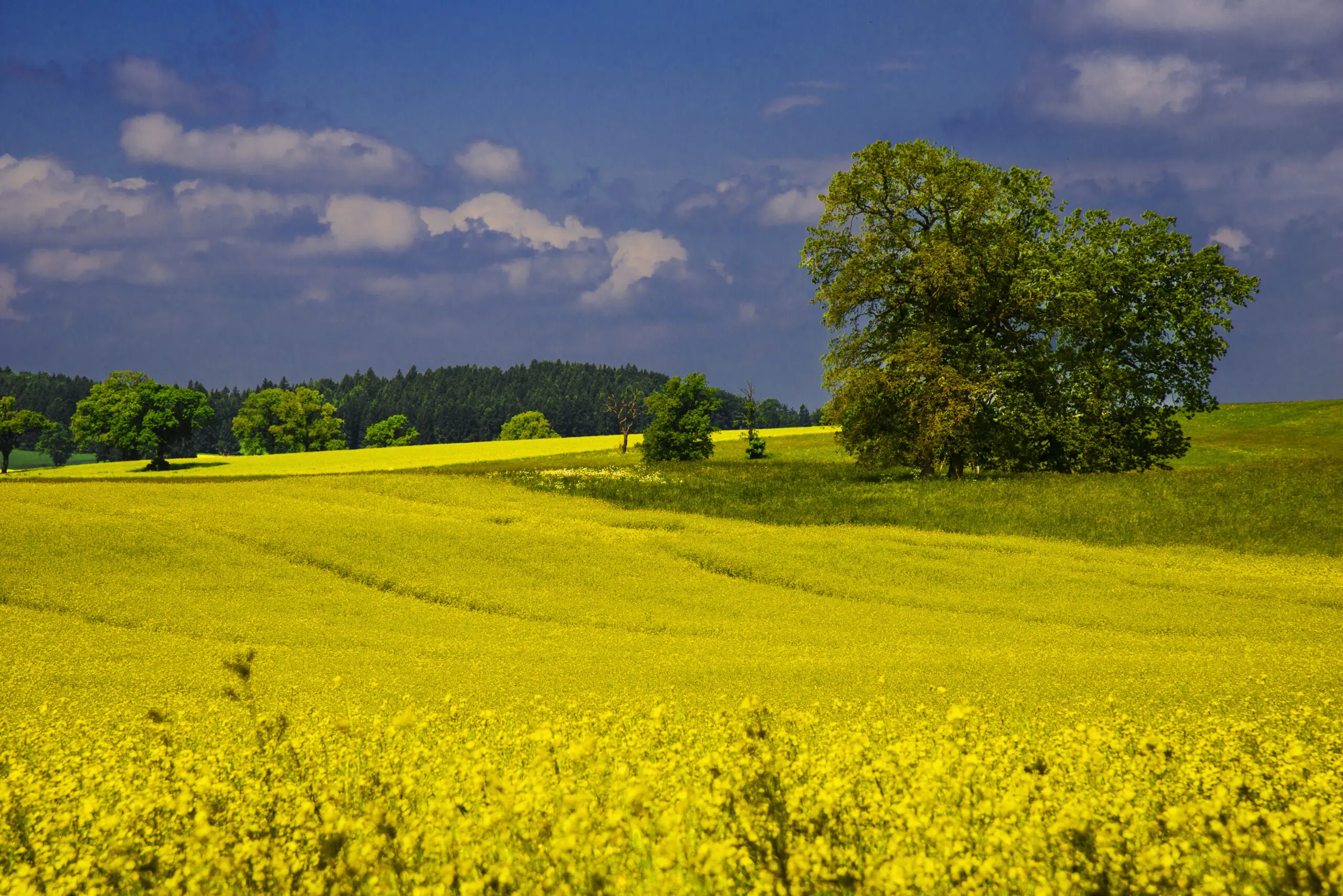 Wandbild (3757) Yellow Carpet präsentiert: Landschaften,Sommer,Frühling