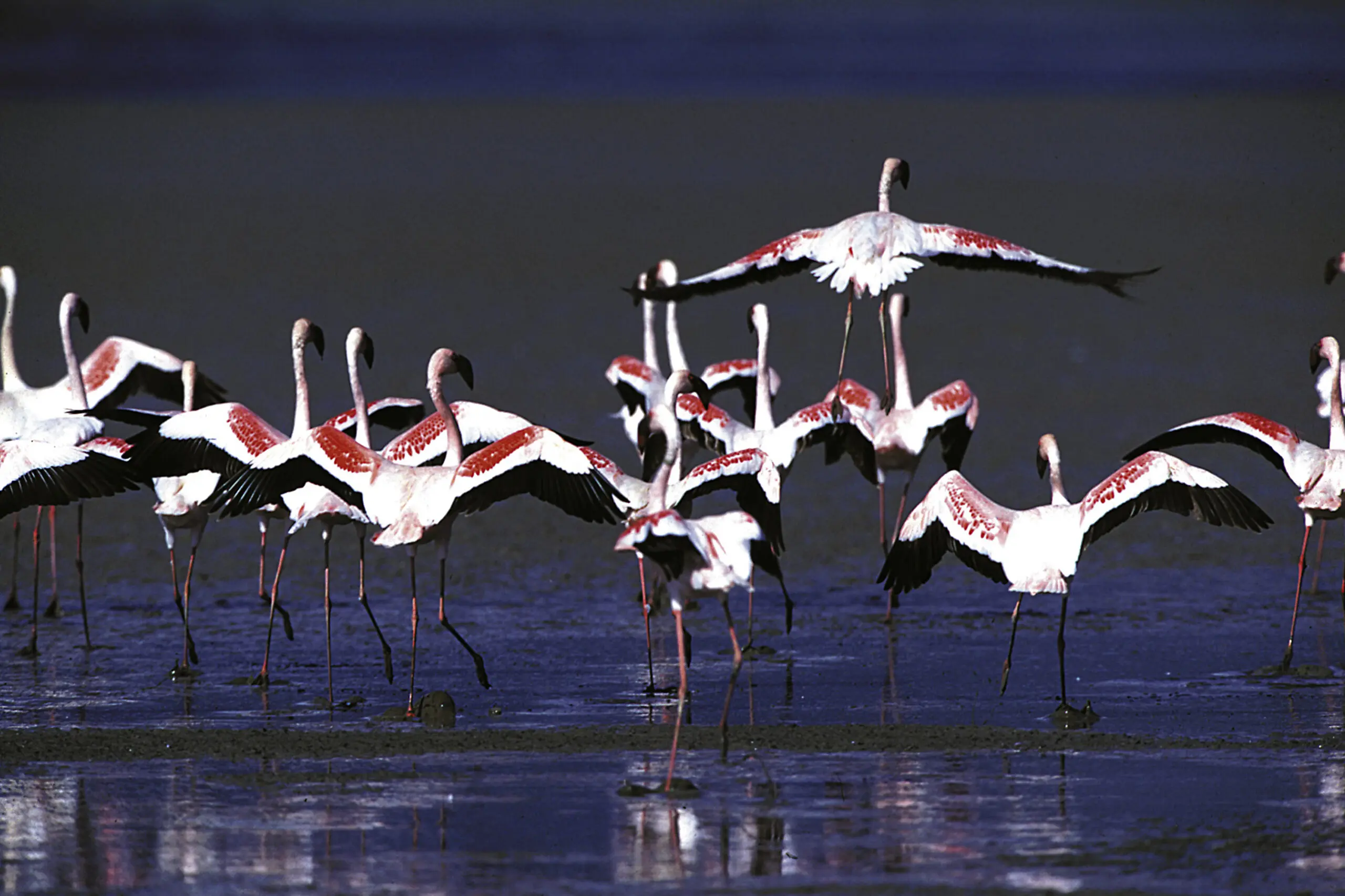 Wandbild (3782) Pretty Flamingos präsentiert: Wasser,Tiere,Natur,Landschaften,Afrika,Gewässer,Vögel,Wildtiere,Aus Afrika