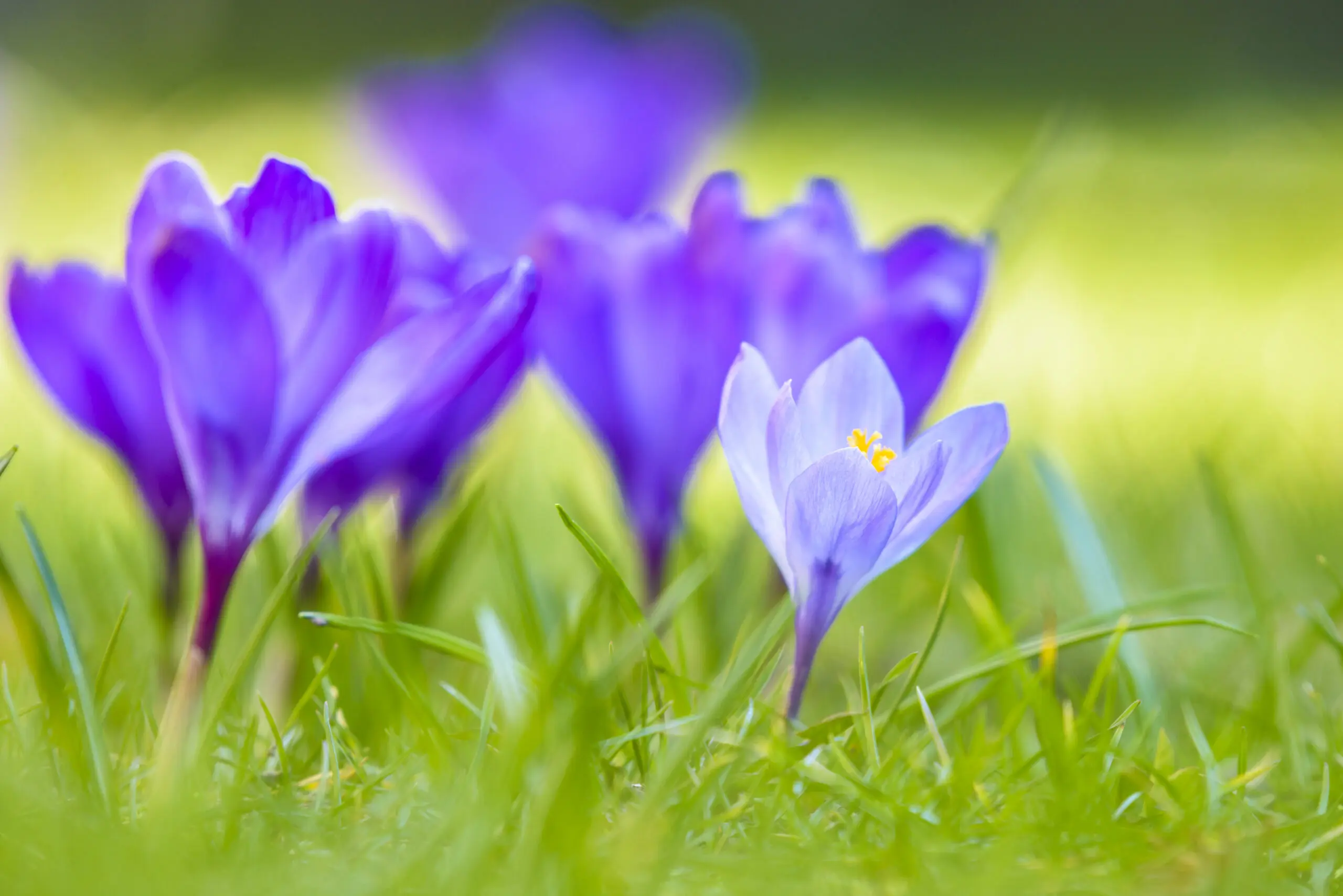 Wandbild (3793) Frühlingsstrahlen präsentiert: Natur,Blumen und Blüten