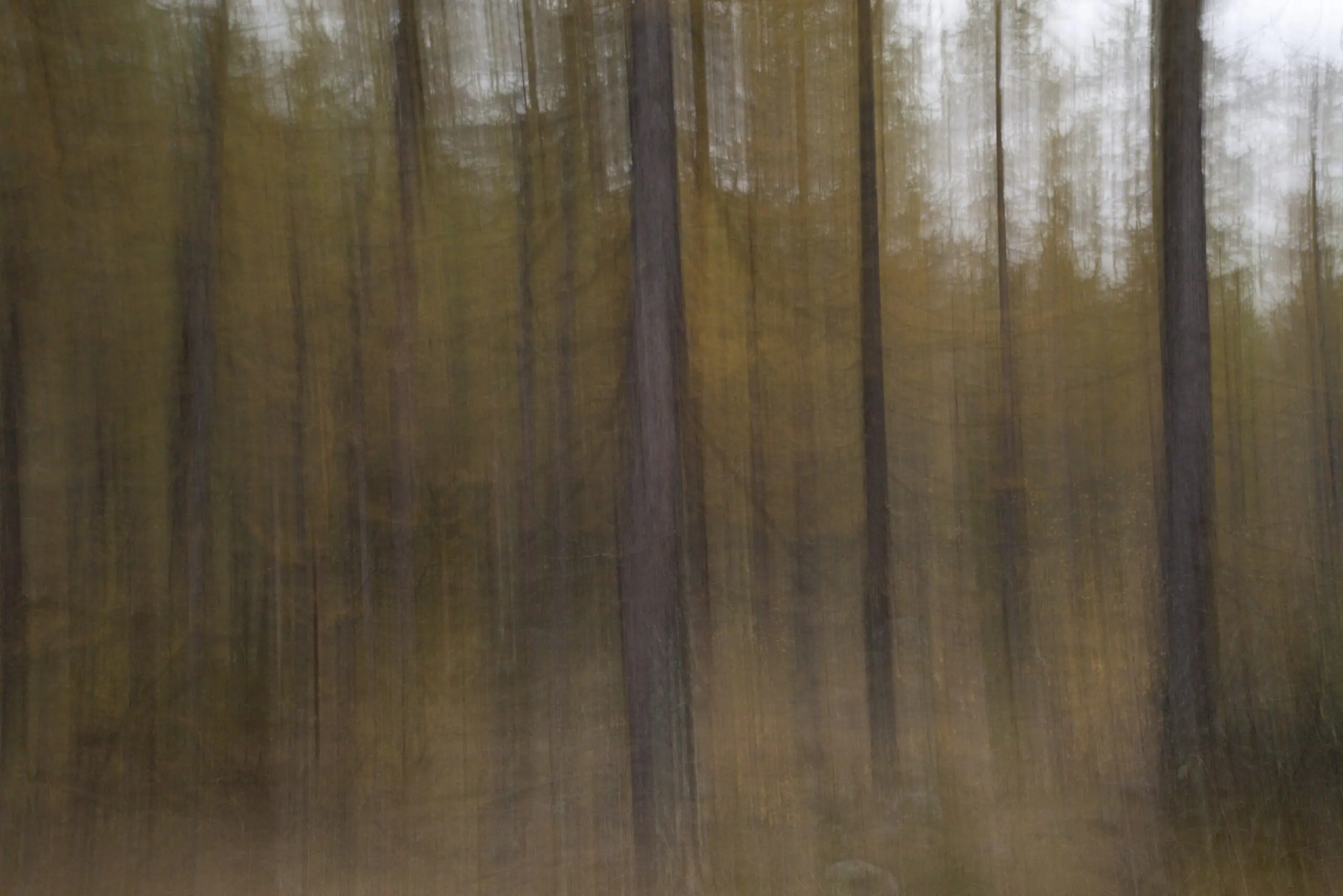 Wandbild (3810) Lärchenwald präsentiert: Abstrakt,Bäume