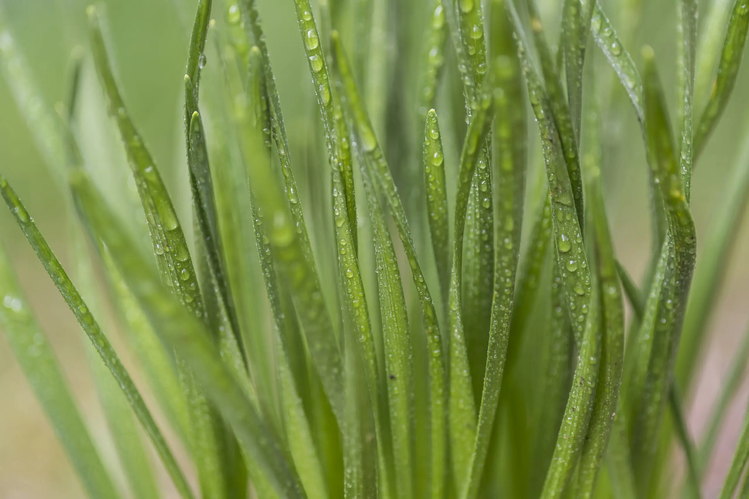 Wandbild (3824) Green drops präsentiert: Details und Strukturen,Natur,Pflanzen