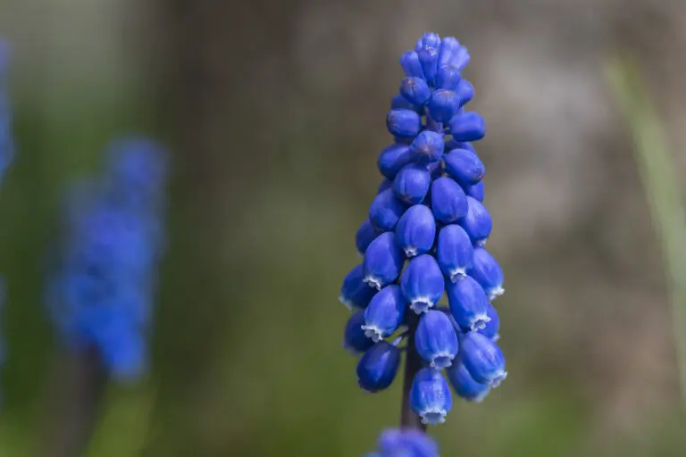 Blue Flowerpower