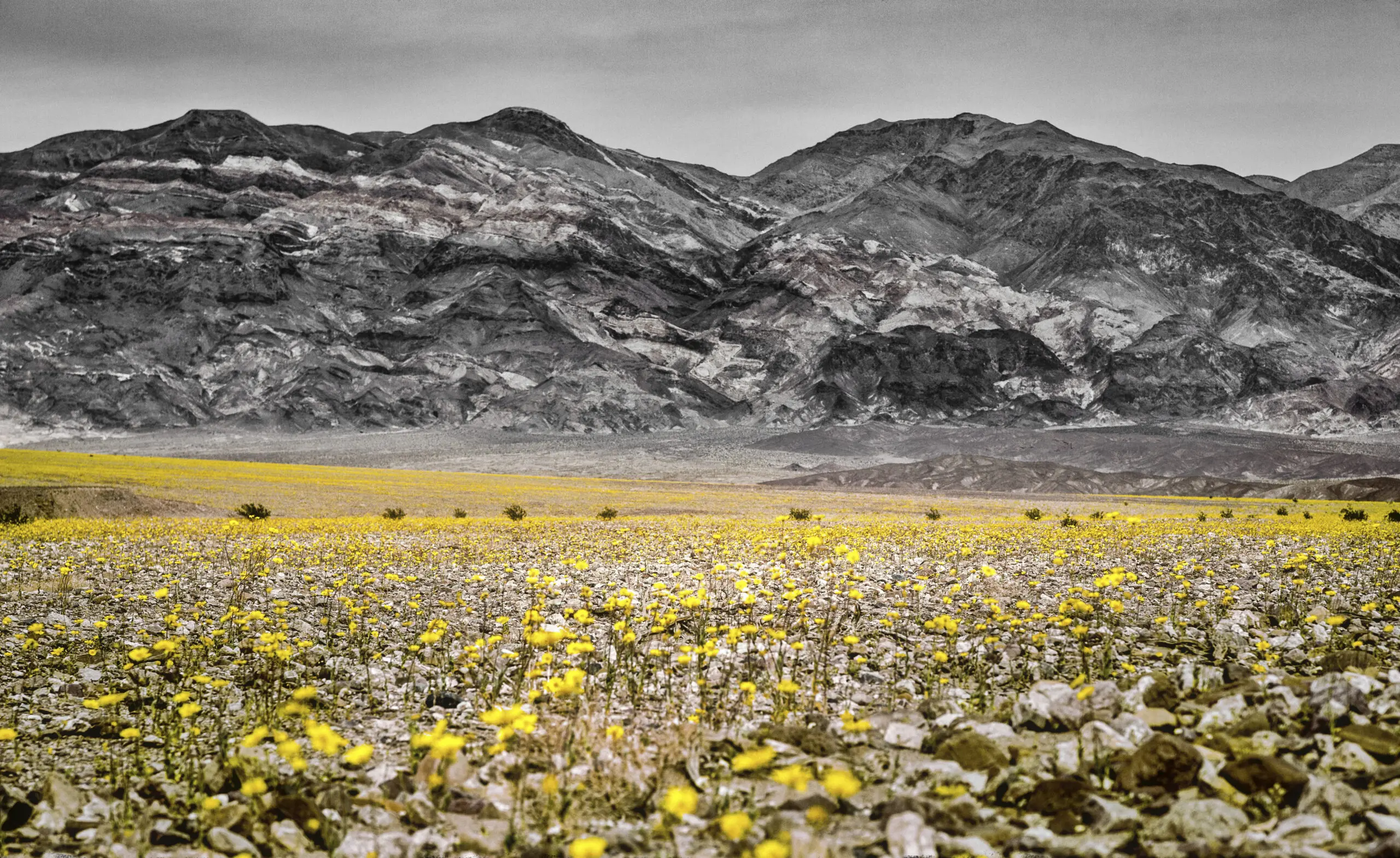 Wandbild (3974) Desert Flowers präsentiert: Abstrakt,Amerika