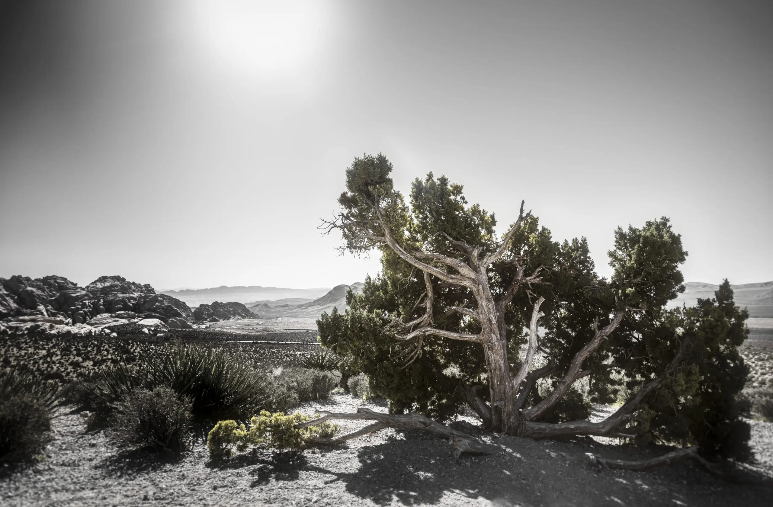 Wandbild (3940) Trees 3 präsentiert: Landschaften,Amerika