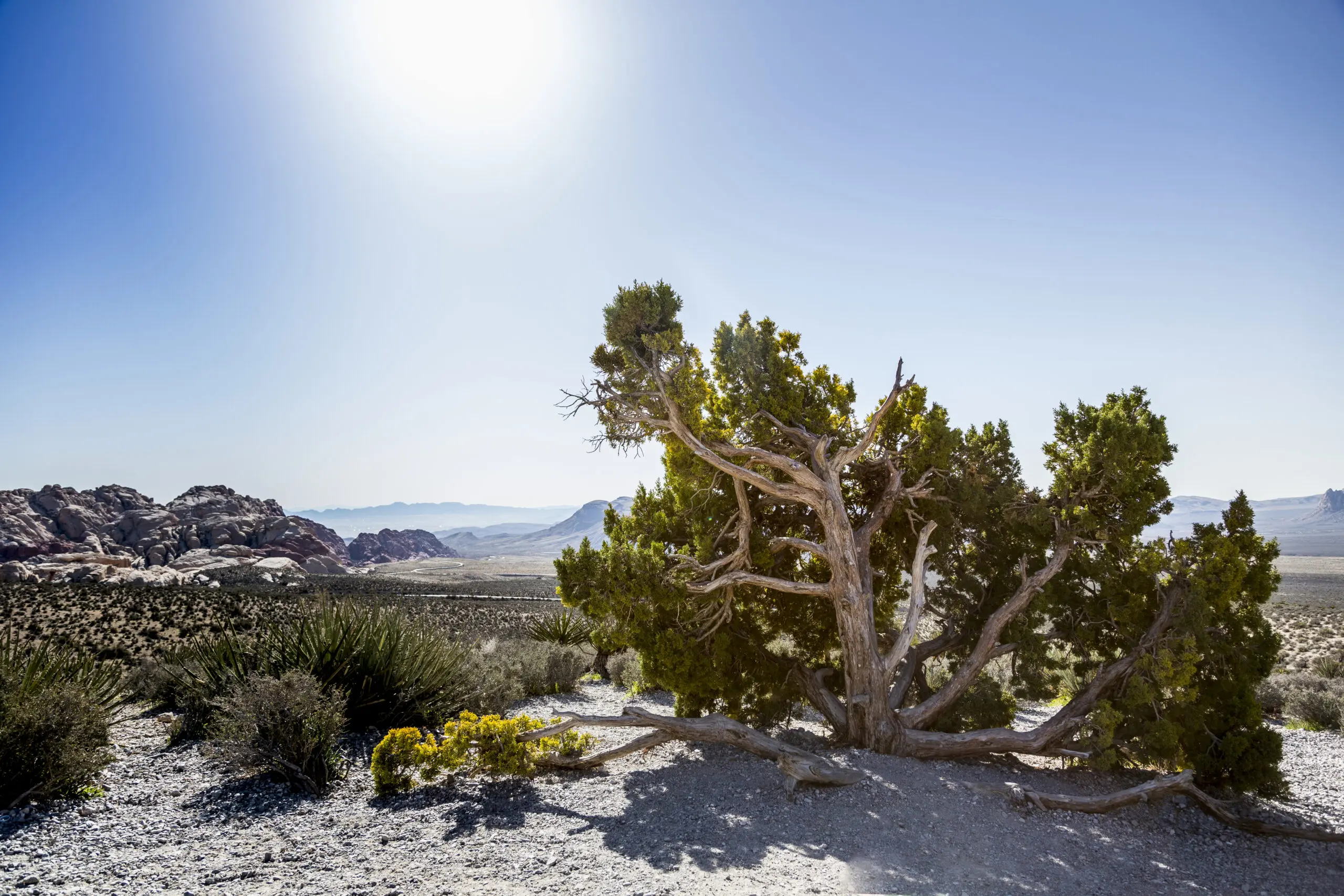 Wandbild (3919) Trees 2 präsentiert: Landschaften,Amerika