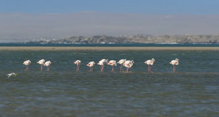 Pretty Flamingos