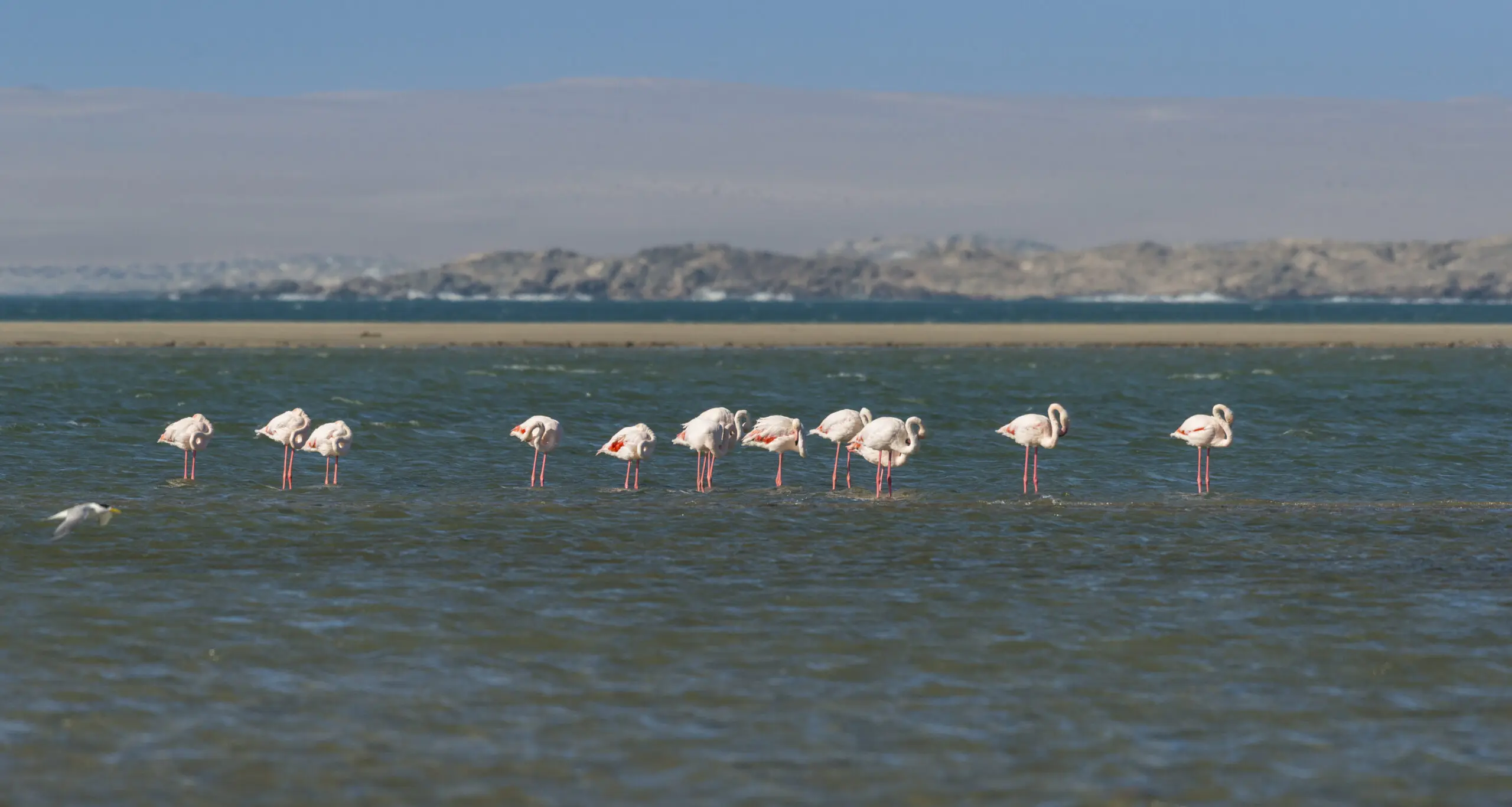 Wandbild (3845) Pretty Flamingos präsentiert: Tiere,Natur,Vögel,Aus Afrika