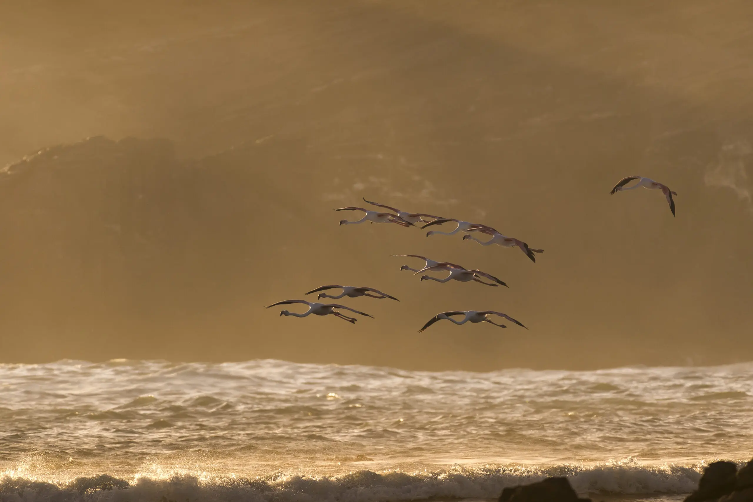 Wandbild (3849) Fly Flamingo präsentiert: Wasser,Tiere,Landschaften,Afrika,Vögel,Aus Afrika,Meere