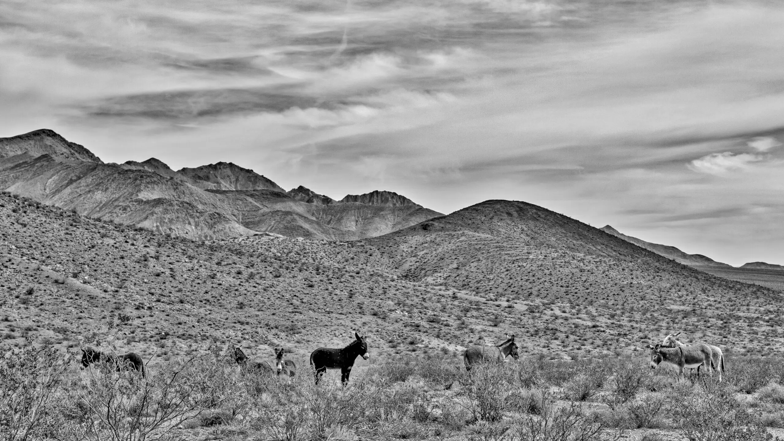 Wandbild (3865) wild donkeys präsentiert: Landschaften,Amerika