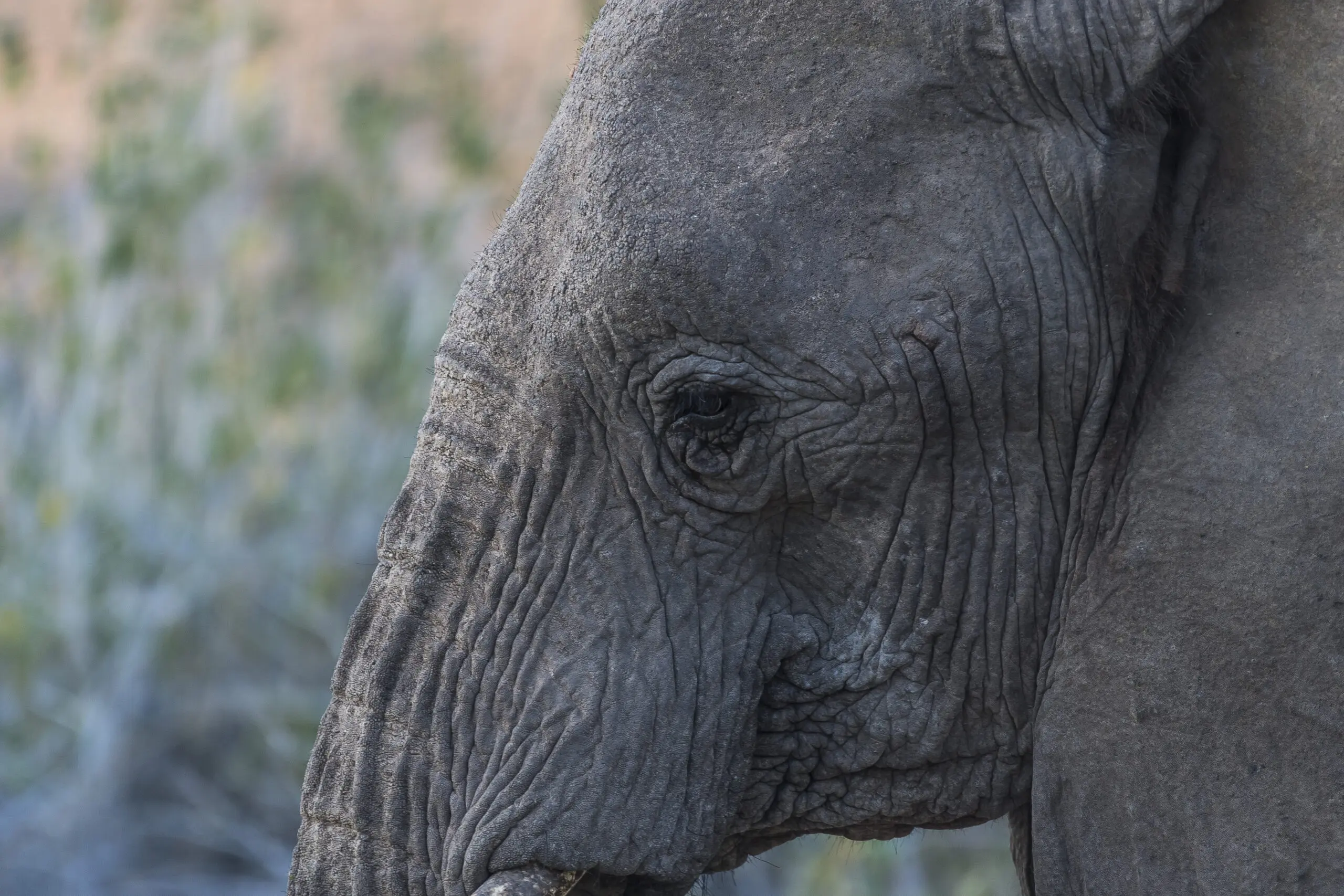 Wandbild (4013) Elephant Eye präsentiert: Tiere,Natur,Wildtiere,Aus Afrika