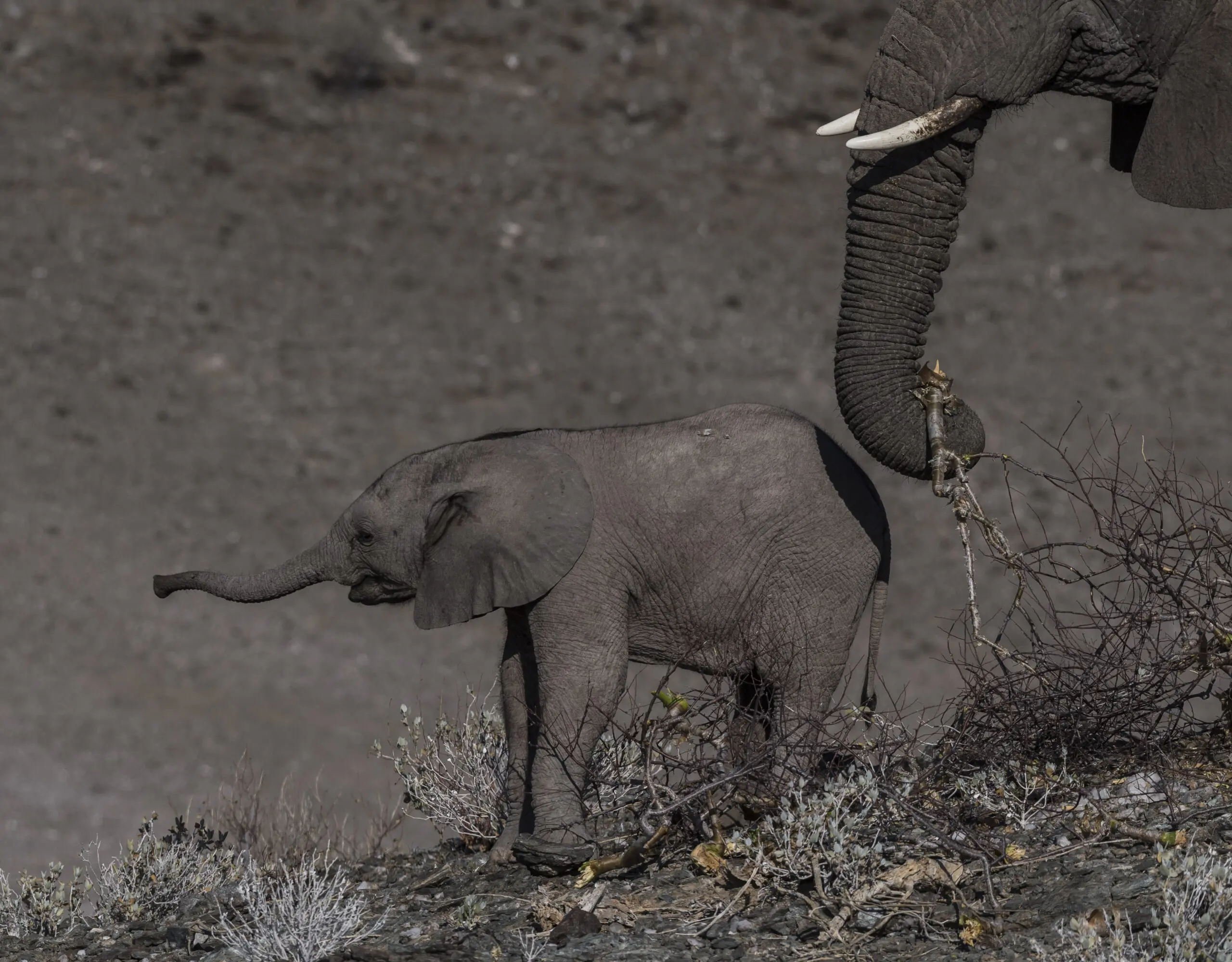 Wandbild (4011) Pushing forward präsentiert: Tiere,Wildtiere,Aus Afrika