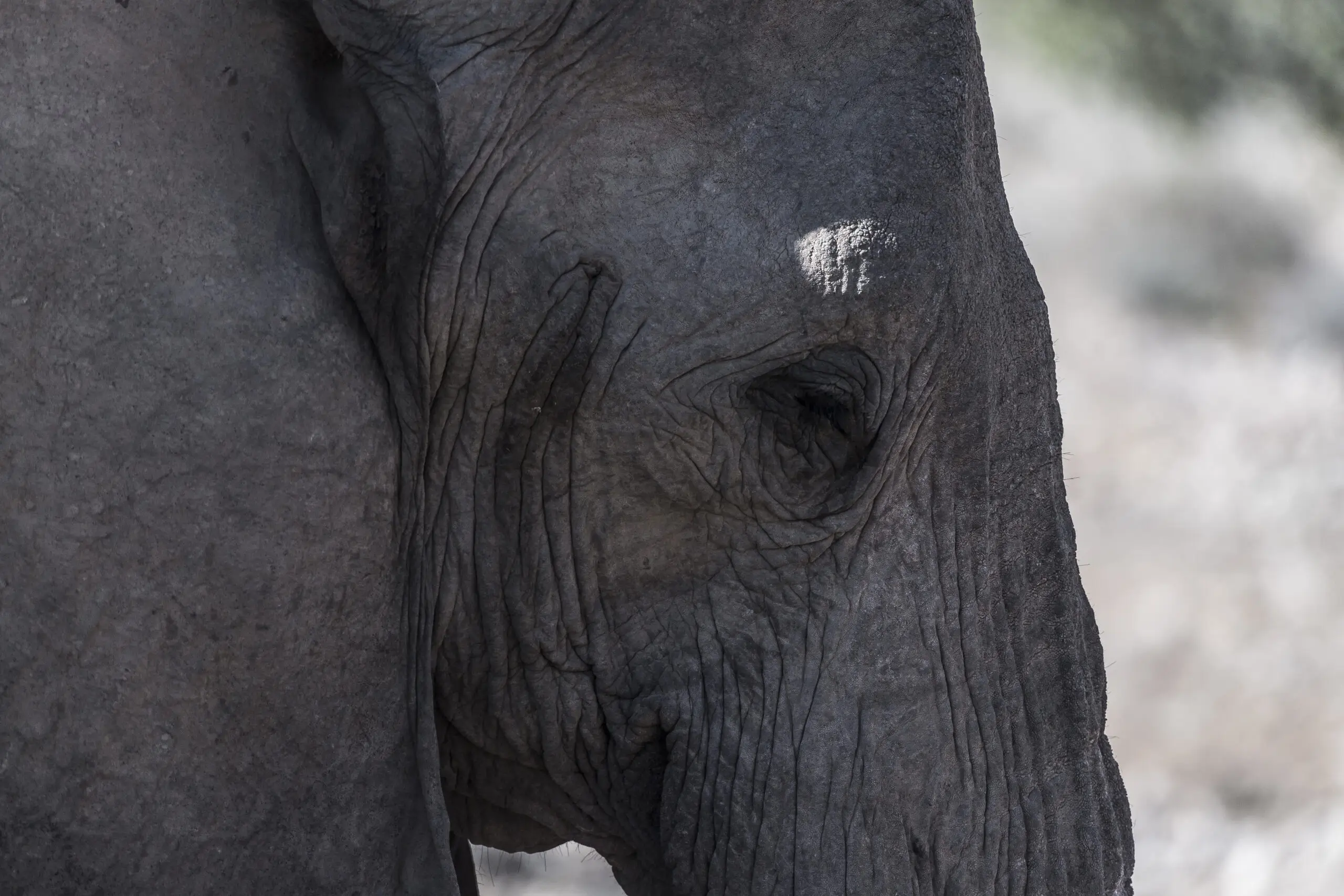 Wandbild (4018) Innocent Eye präsentiert: Tiere,Natur,Wildtiere,Aus Afrika