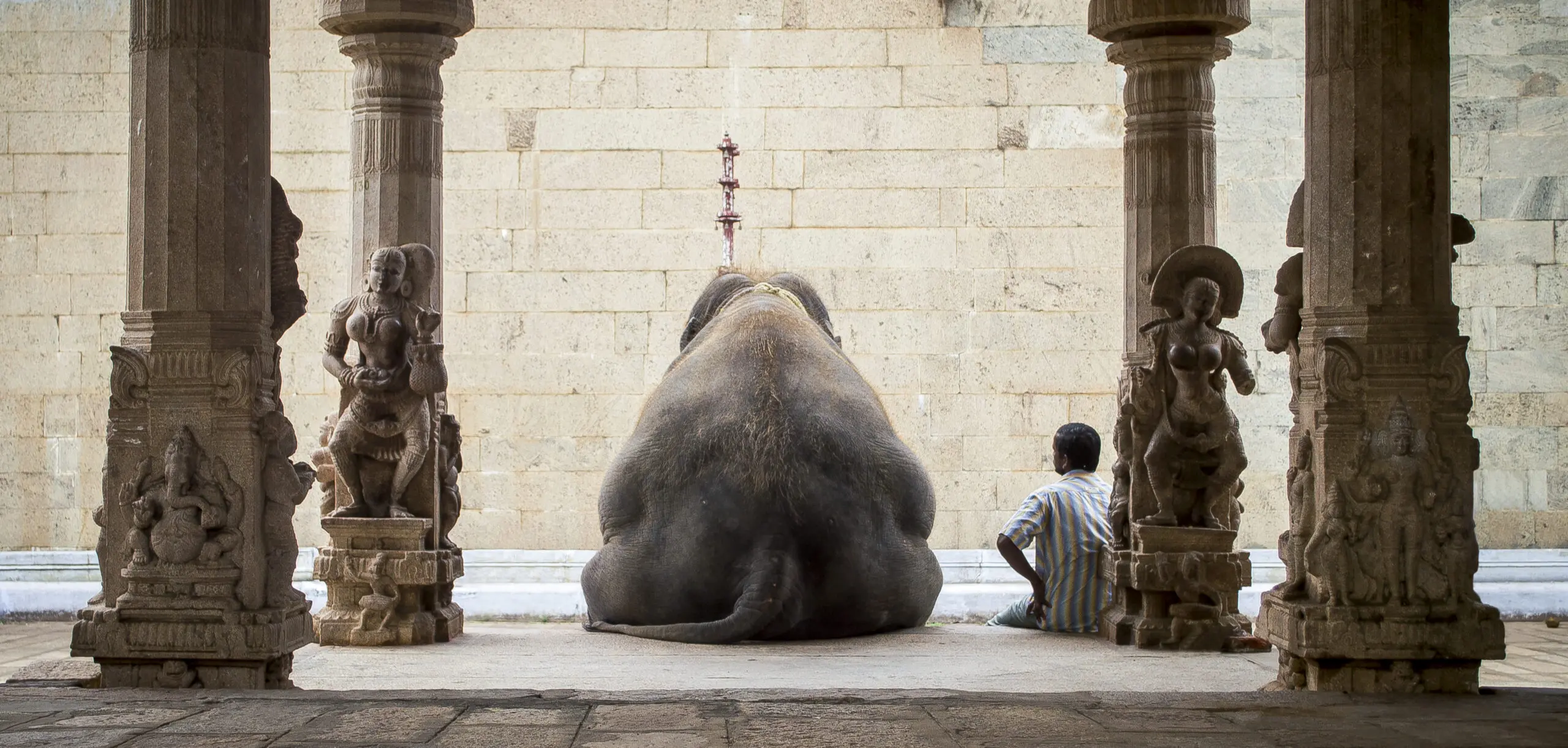 Wandbild (4002) The Elephant & it´s Mahot präsentiert: Kreatives,Humor