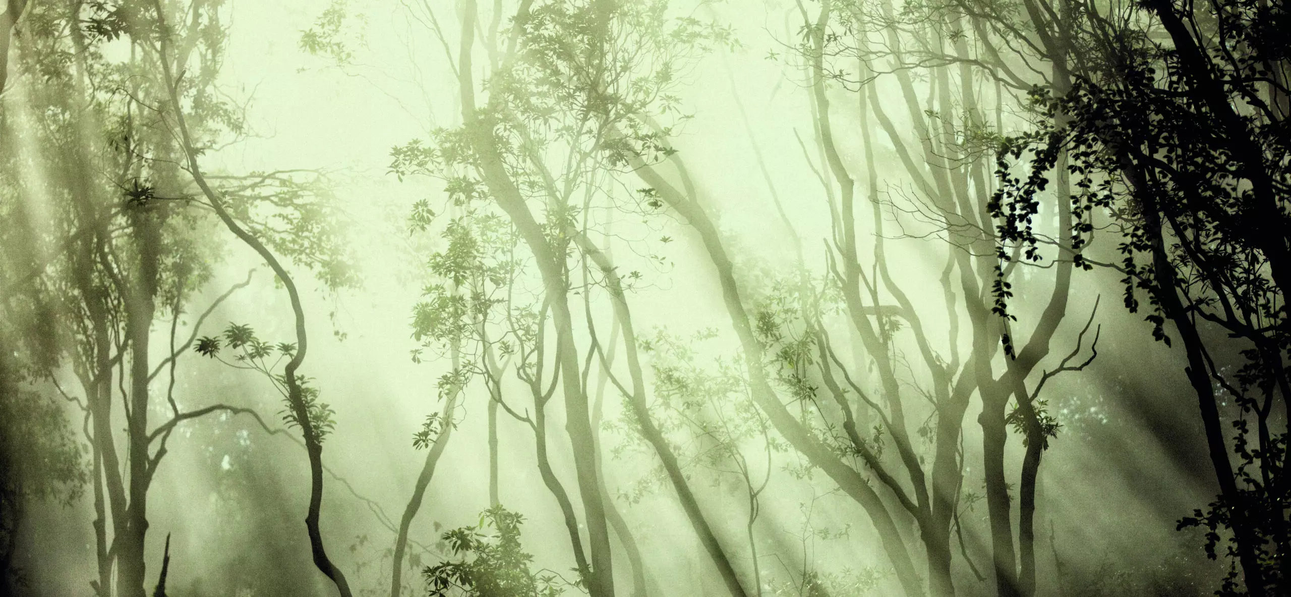 Wandbild (4031) Fog präsentiert: Natur,Landschaften,Wälder,Herbst