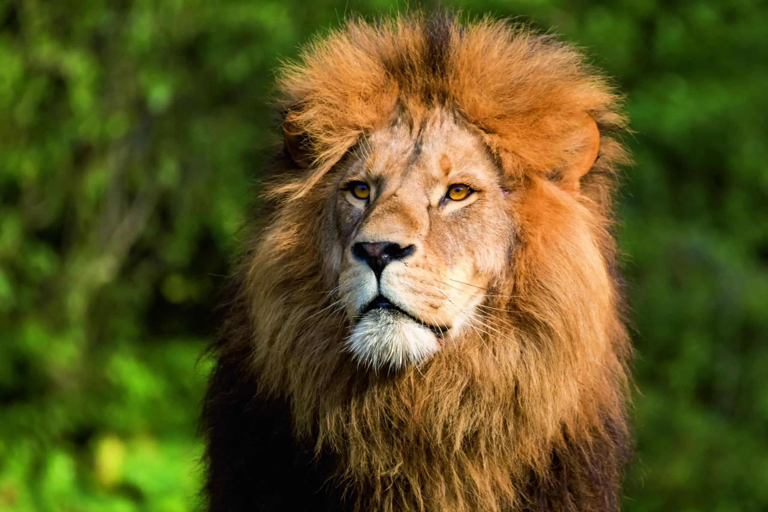 Wandbild (4273) Löwe präsentiert: Tiere,Natur,Wildtiere,Aus Afrika