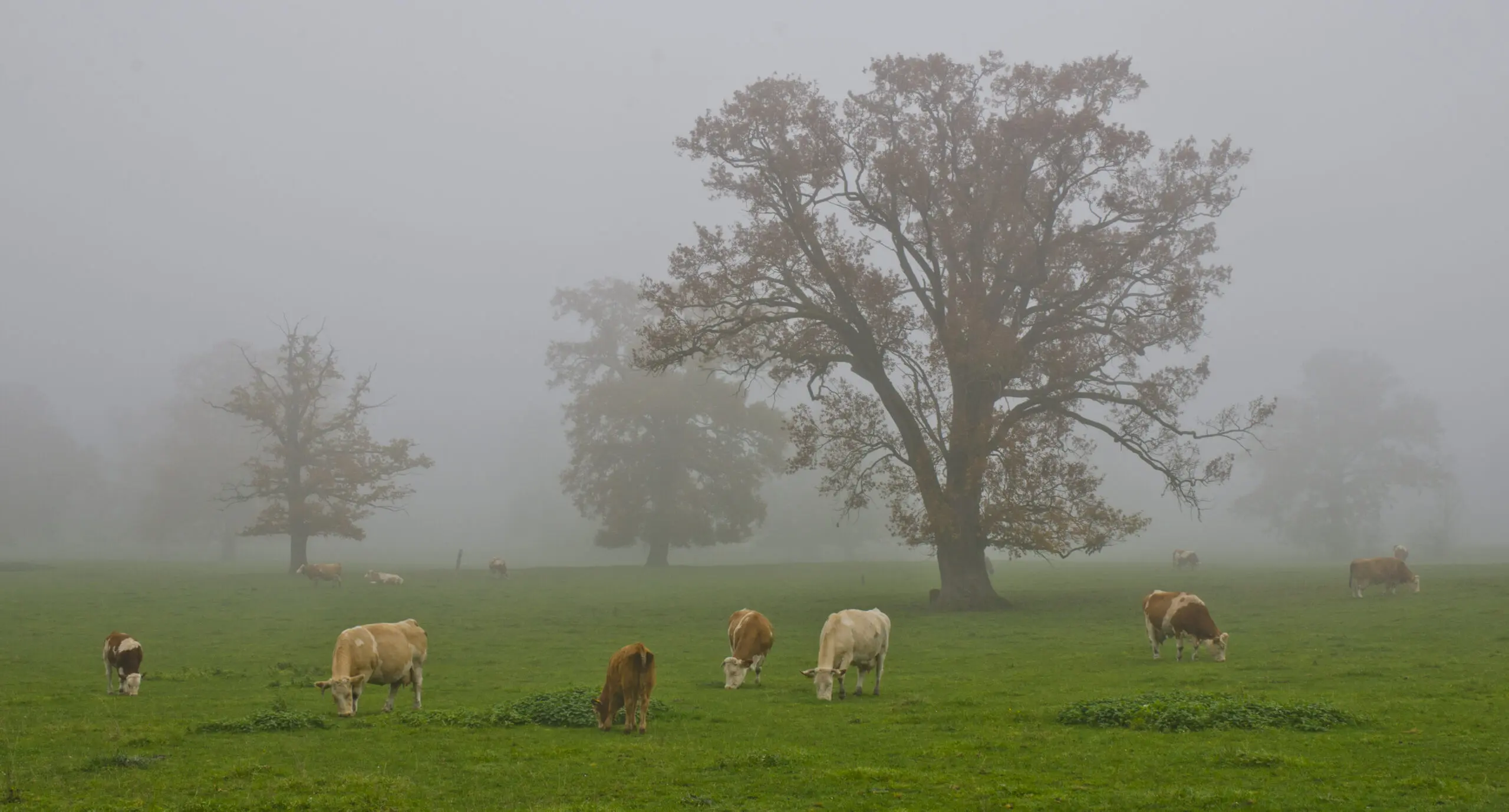 Wandbild (4285) Kühe im Nebel präsentiert: Tiere,Landschaften,Herbst