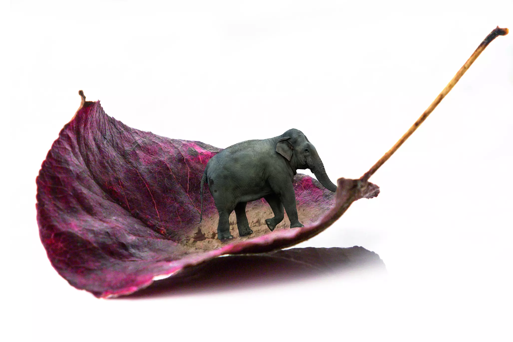 Wandbild (4396) elefant up präsentiert: Kreatives,Sonstiges Kreatives