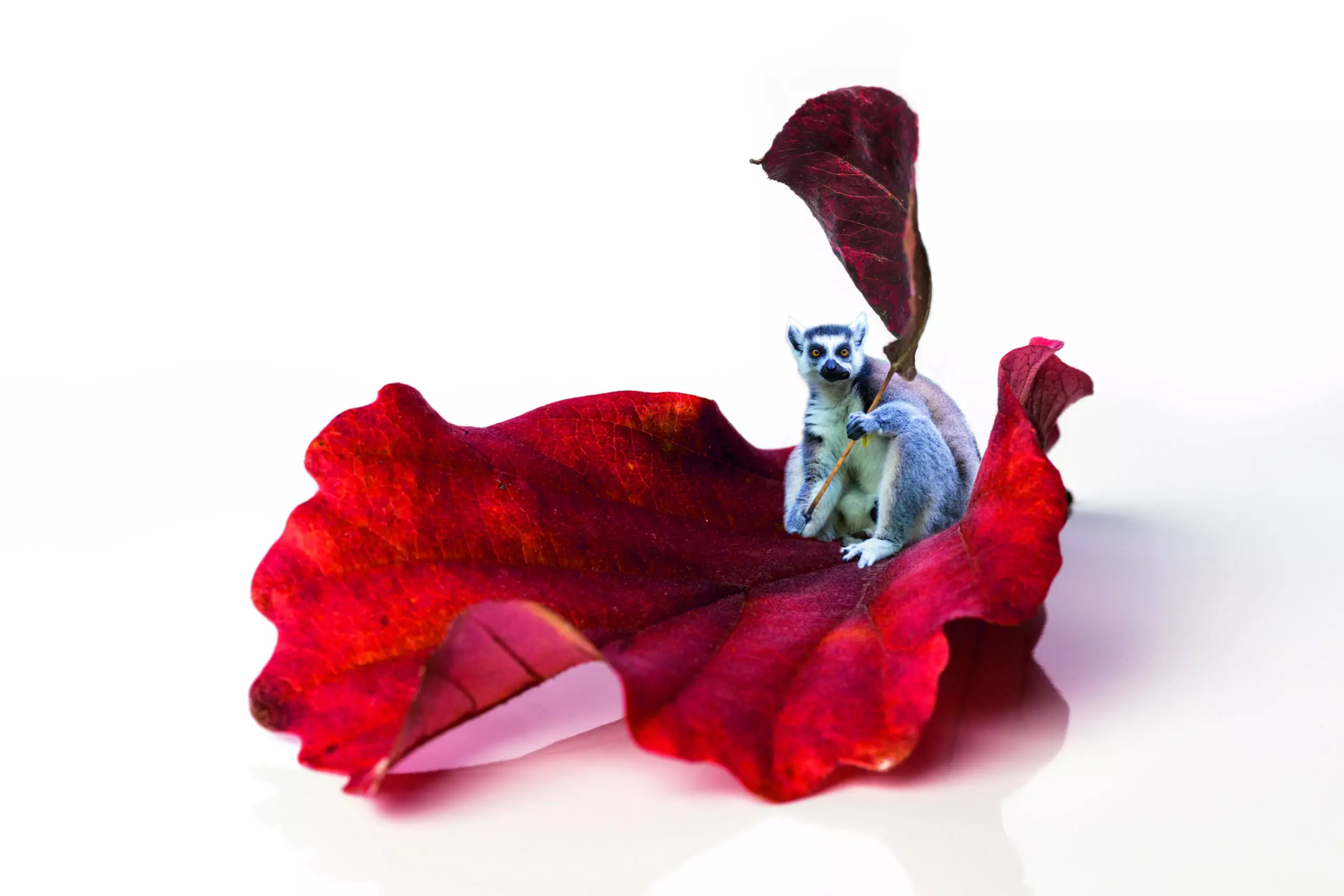 Wandbild (4394) red lemur präsentiert: Kreatives,Sonstiges Kreatives