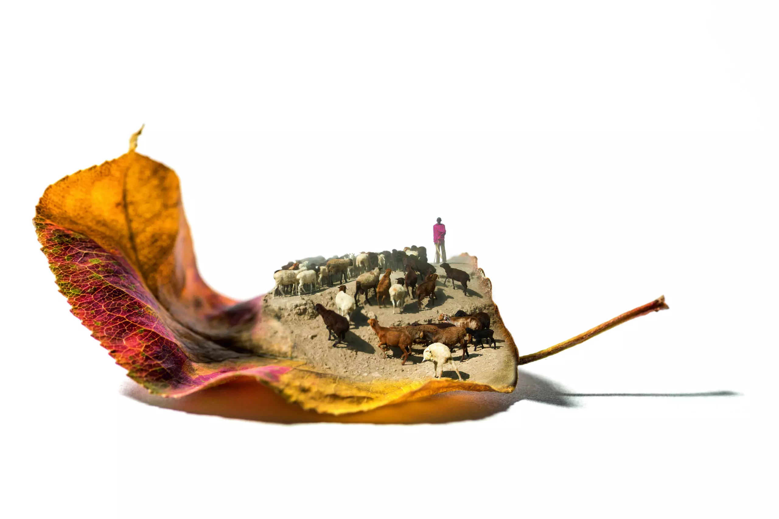 Wandbild (4390) leaf in the desert präsentiert: Kreatives,Sonstiges Kreatives