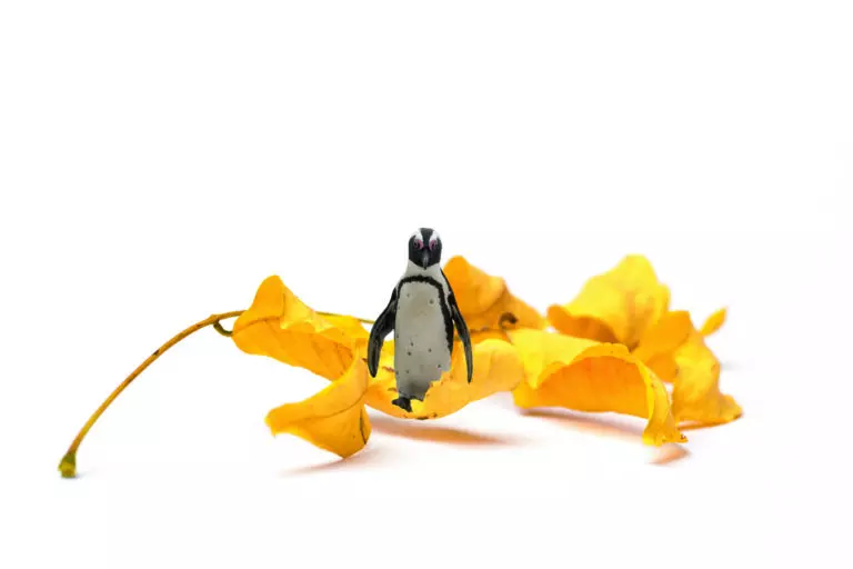 Gelb Pinguin