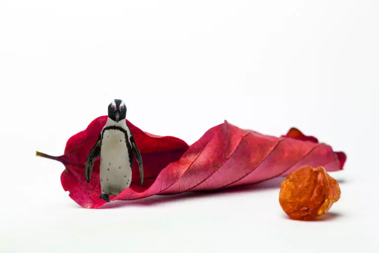 red rock penguin