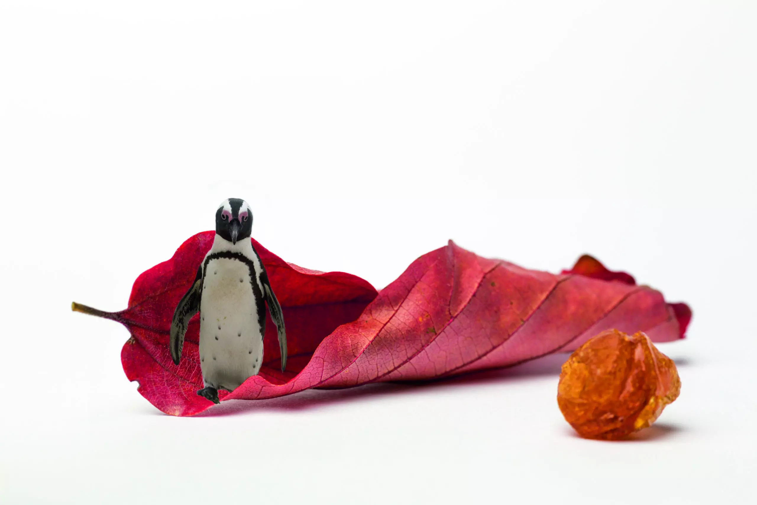 Wandbild (4388) red rock penguin präsentiert: Kreatives,Sonstiges Kreatives