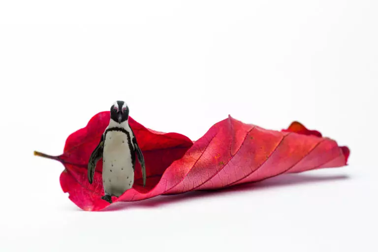 Roter Pinguin