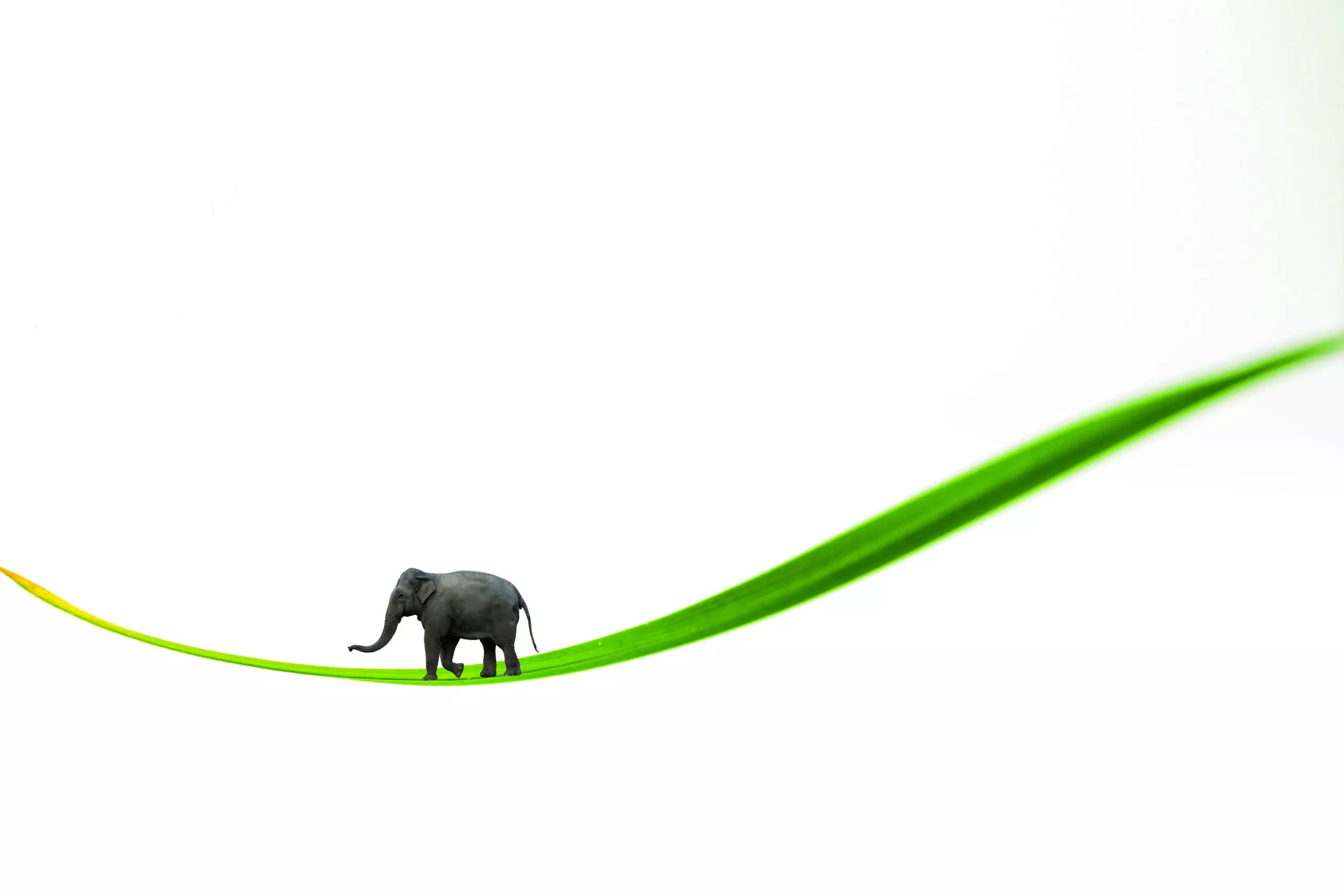 Wandbild (4378) Green Elefant präsentiert: Kreatives,Sonstiges Kreatives