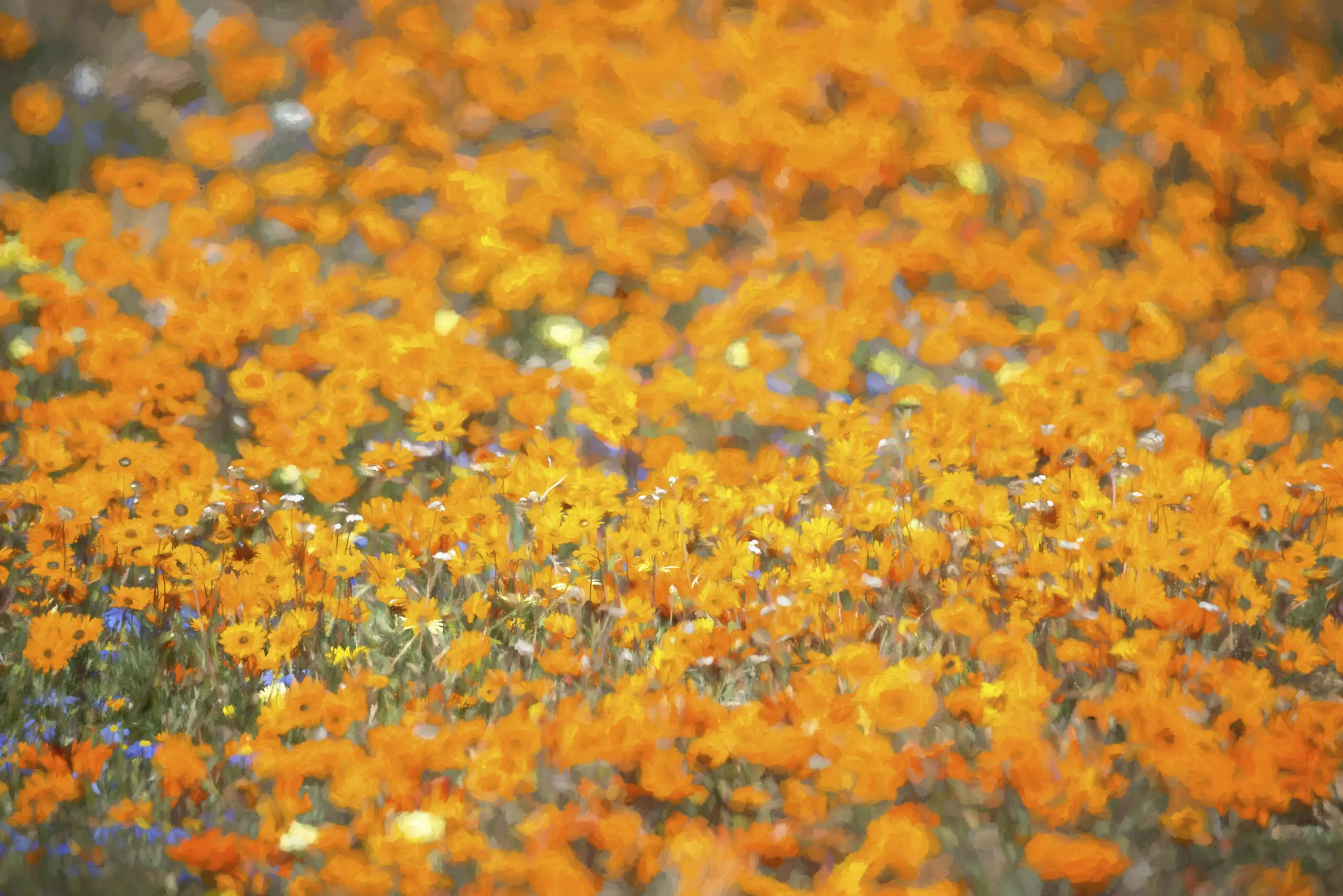 Wandbild (4439) Power Orange präsentiert: Kreatives,Floral